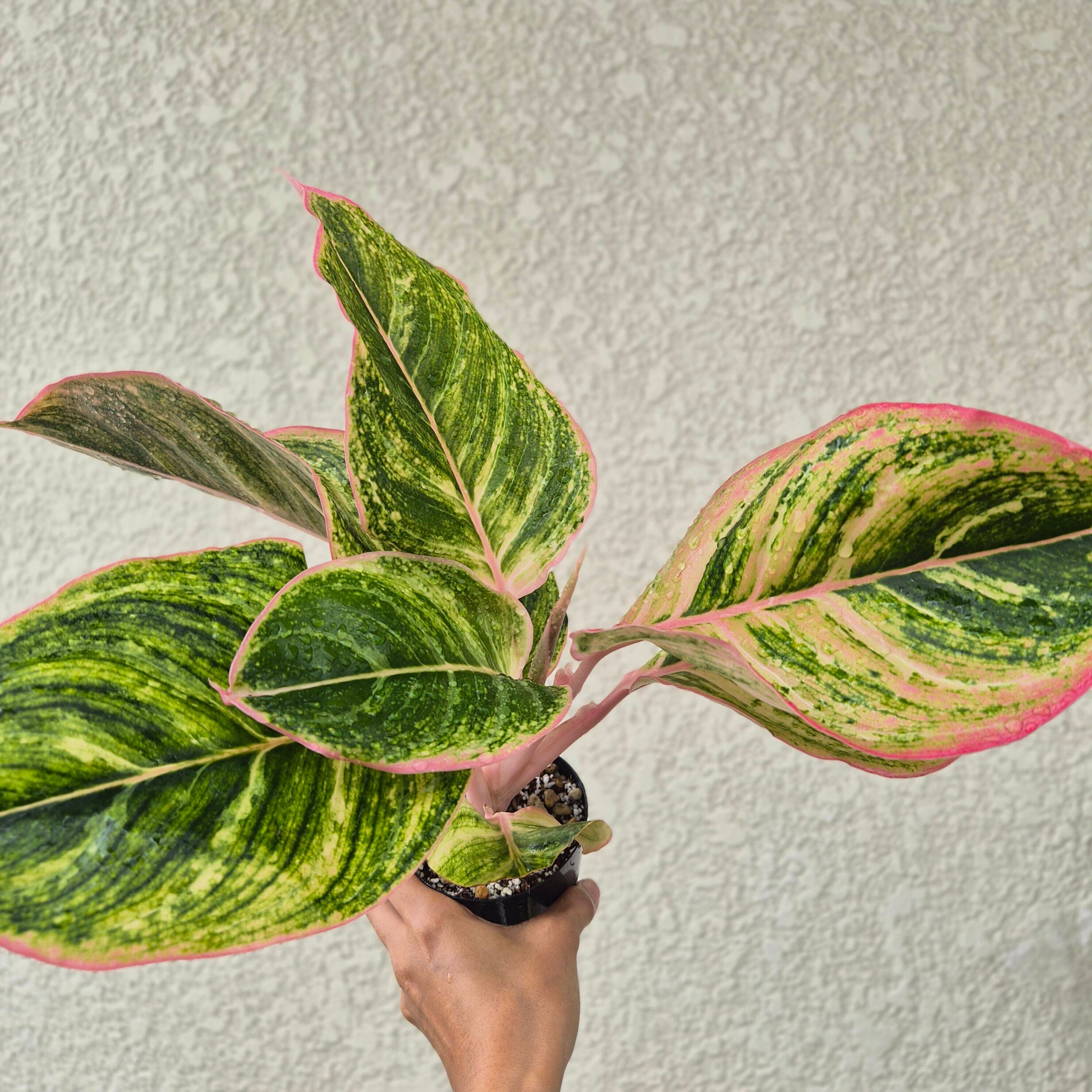②《Aglaonema Pinky Pie 》アグラオネマ ピンキーパイ 観葉植物 /ポット発送