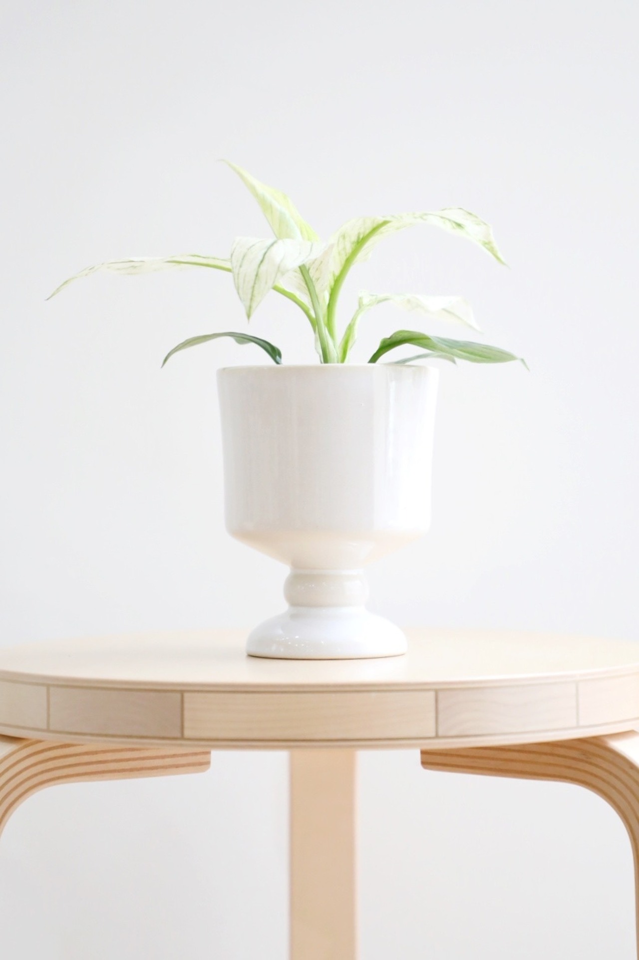 【S】スパティフィラム　センセーション