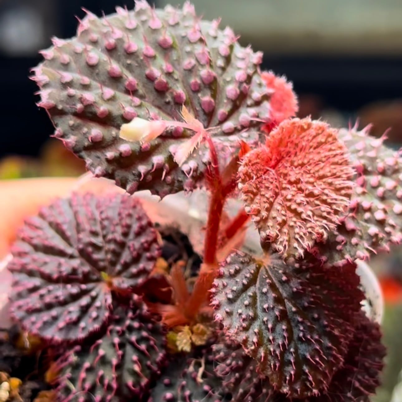 ベゴニア 出雲の煌星 ピンク斑入り カット苗 ベゴニア 出雲の煌星 斑入り -Begonia Izumo no Kiraboshi variegated