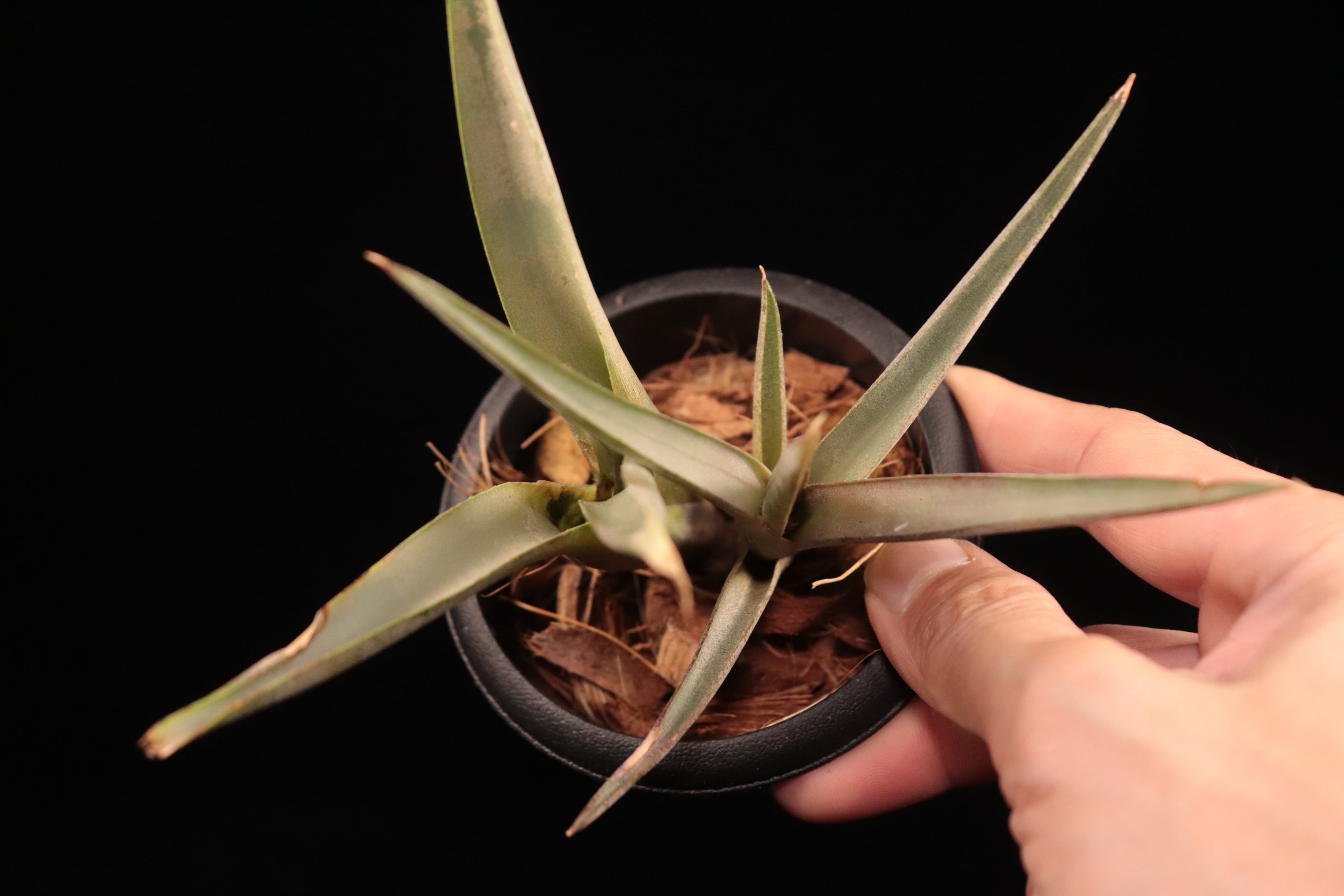 送料無料】Neoregelia bahiana (diamantinensis)〔ネオレゲリア〕現品