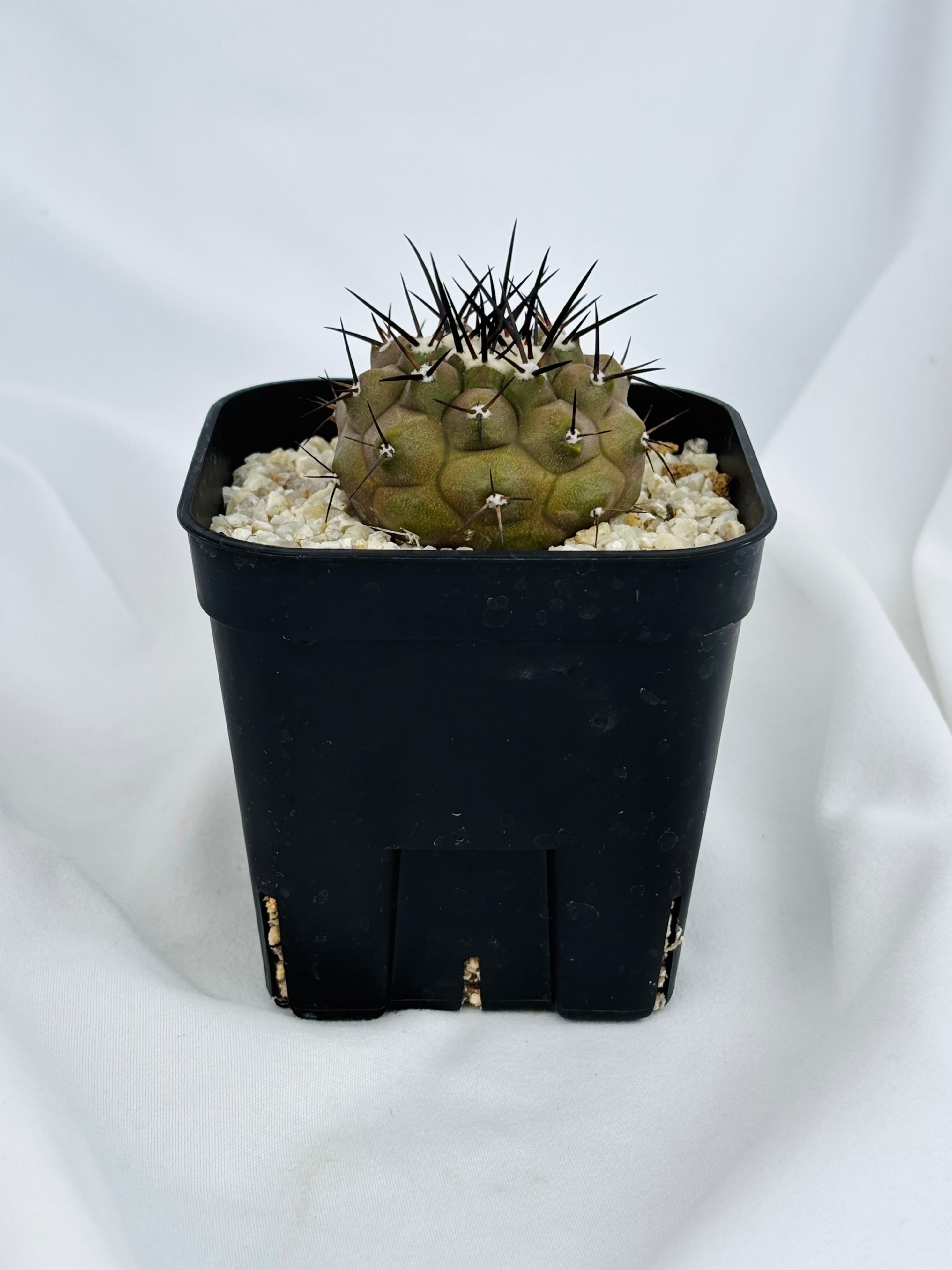 Copiapoa cinerea コピアポア シネレア 黒王丸 サボテン | plants MARU