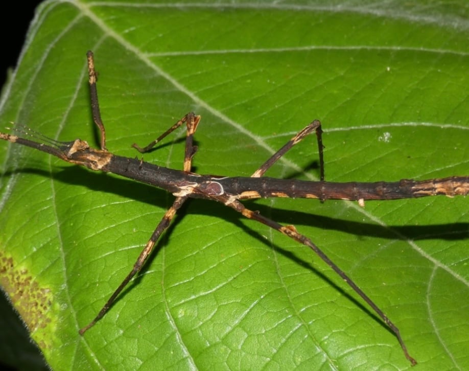 卵10個】ハグロトビナナフシ タランチュラコノハムシカマキリ