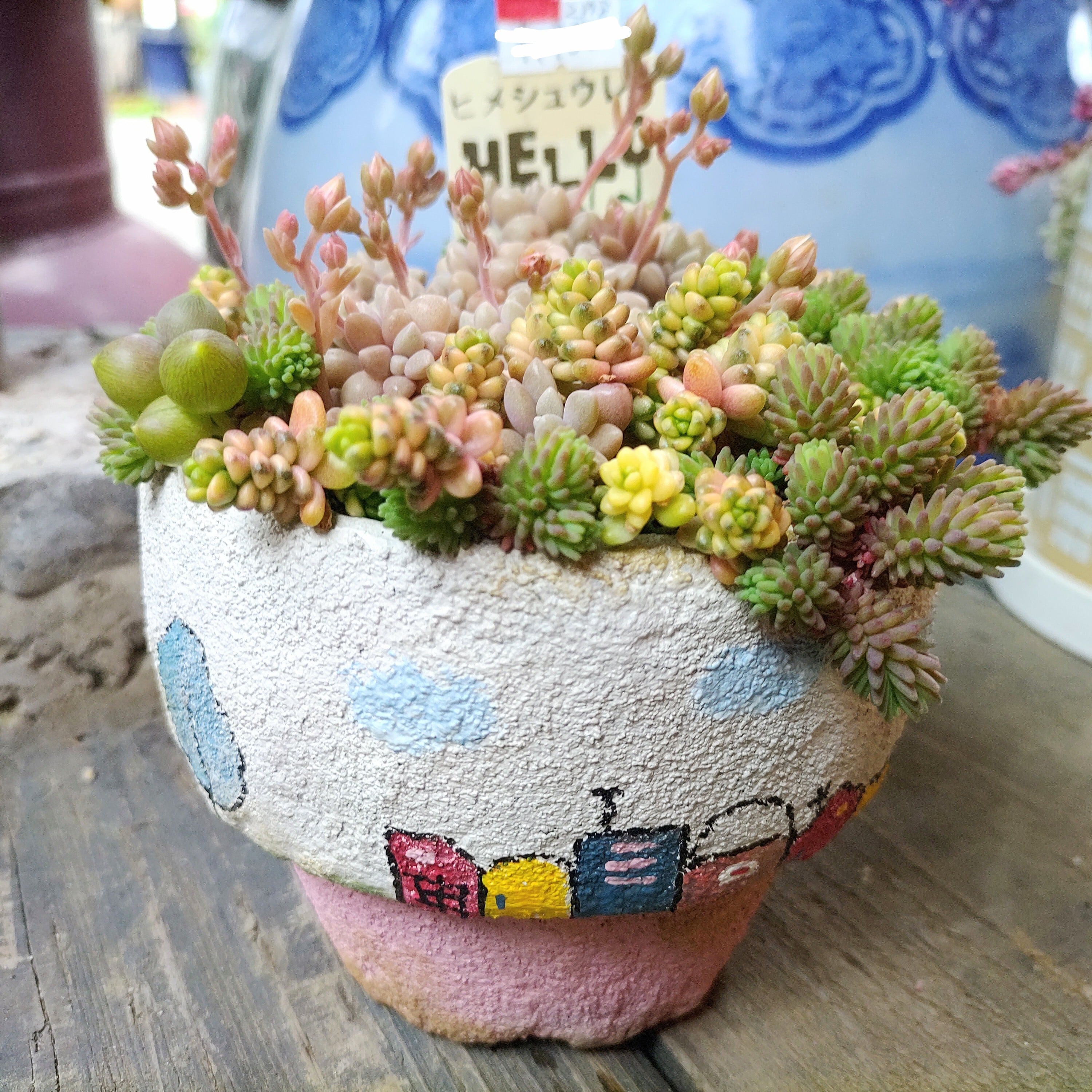 モルタル | RuPo 多肉植物専門店