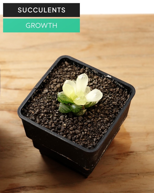 抜き苗 ハオルチア 水中月錦 陰陽斑 Haworthia 'Shui Zhong Yue'