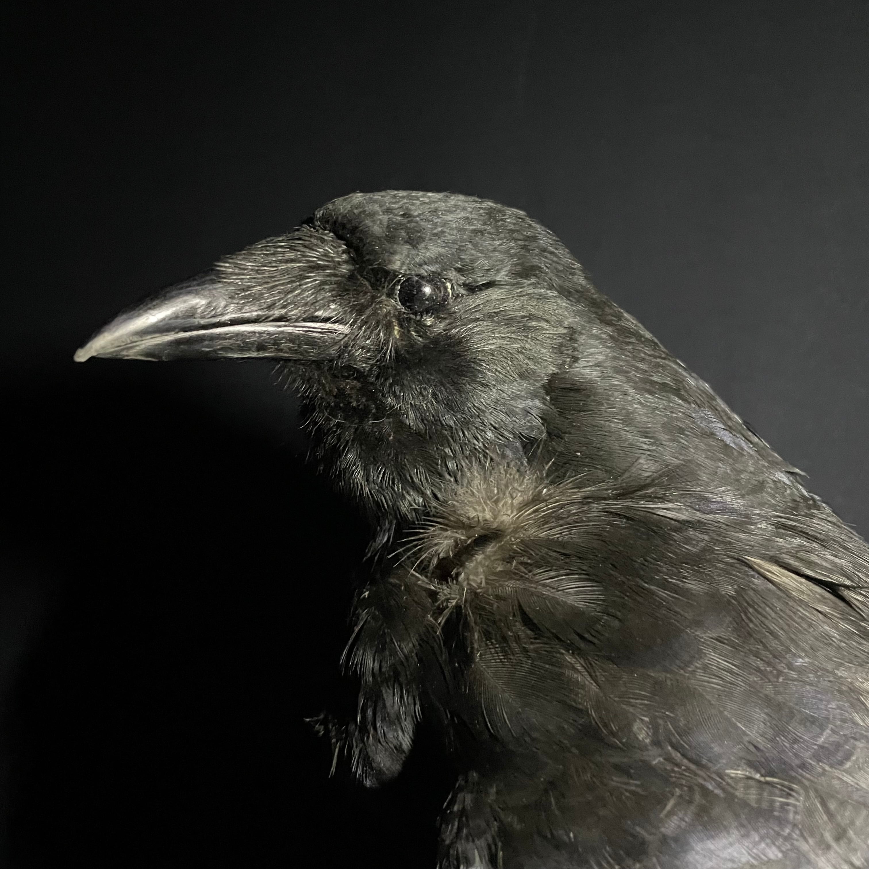 Carrion Crow/ハシボソカラス/カラス | quelque jour（フランス