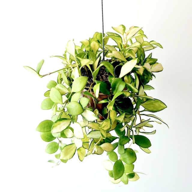 コンパクトな ホヤ・ヘウスケリアナ＊斑入りハンギング 観葉植物 calm cafe 37