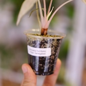 アロカシア バンビーノ ピンク/ Alocasia bambino Pink⑲│観葉植物