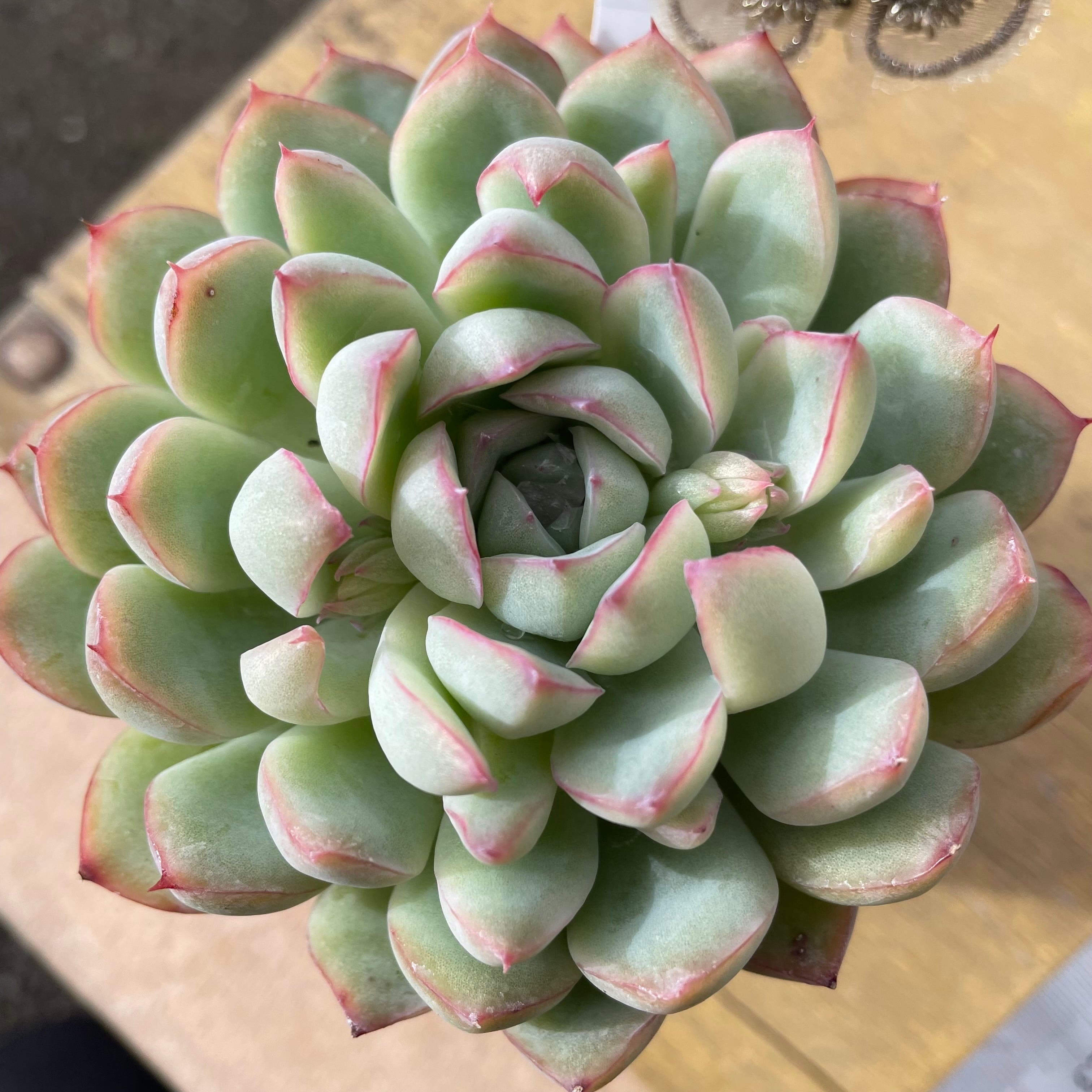 ユース | RuPo 多肉植物専門店