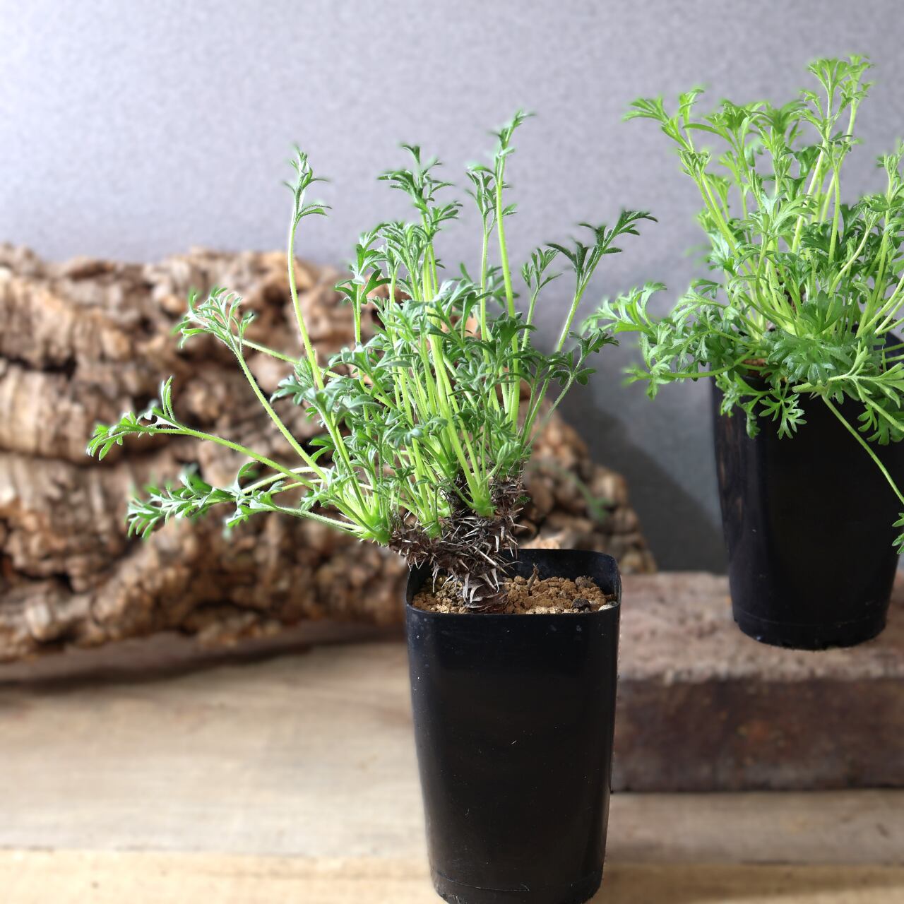 527『ペラルゴニウム ヒストリクス』塊根植物 観葉植物【送料無料