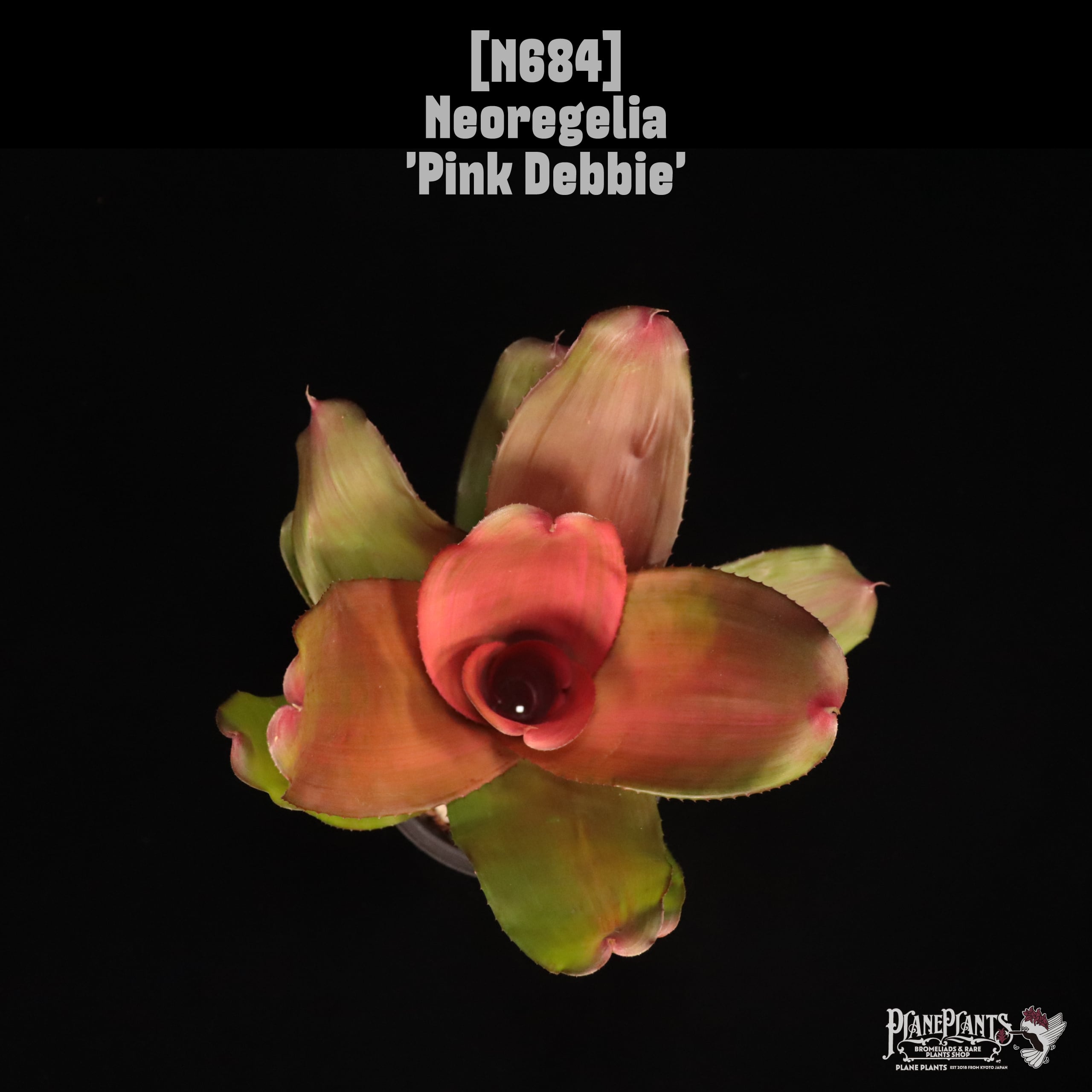 Neoregelia 'Pink Debbie'〔ネオレゲリア〕N684