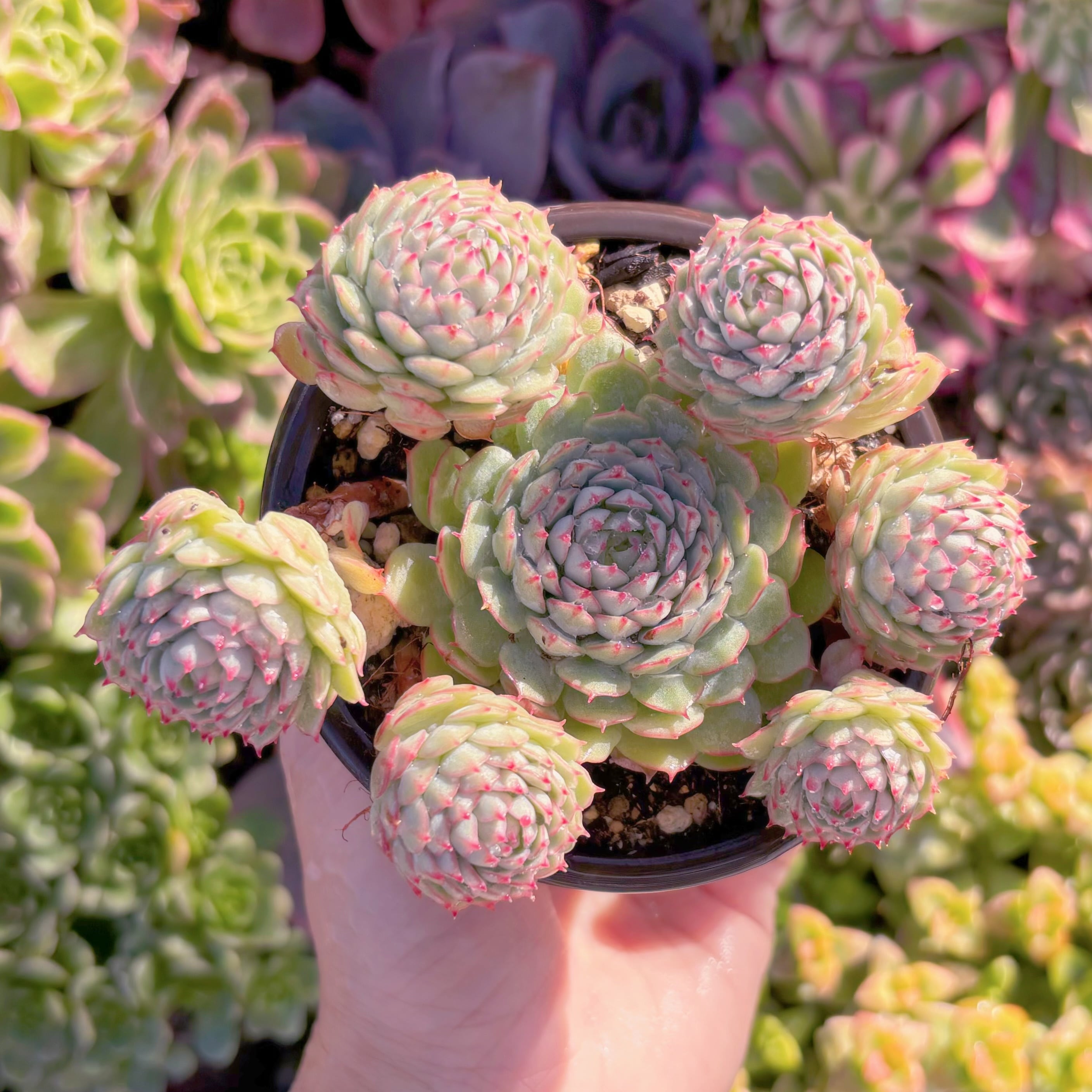 現品　グロブローサx静夜#M131　群生　新入荷　るる農園