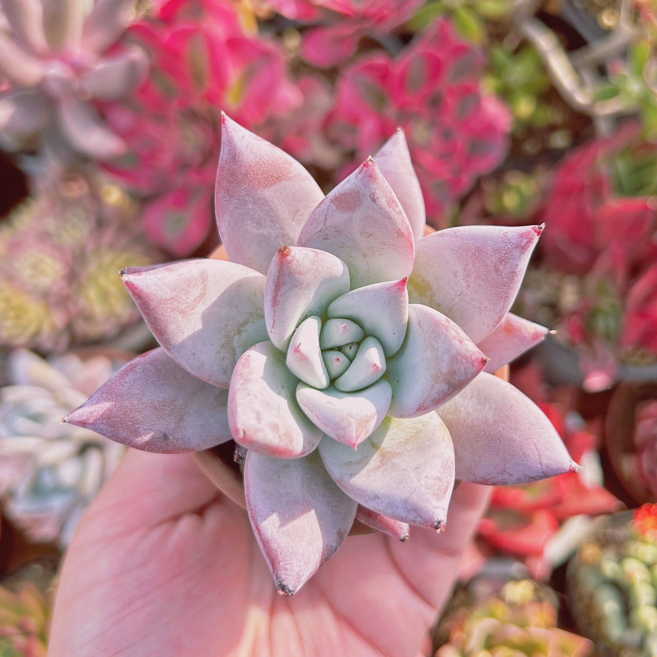 多肉植物　 Echeveria  メキシカンジャイアント　大苗