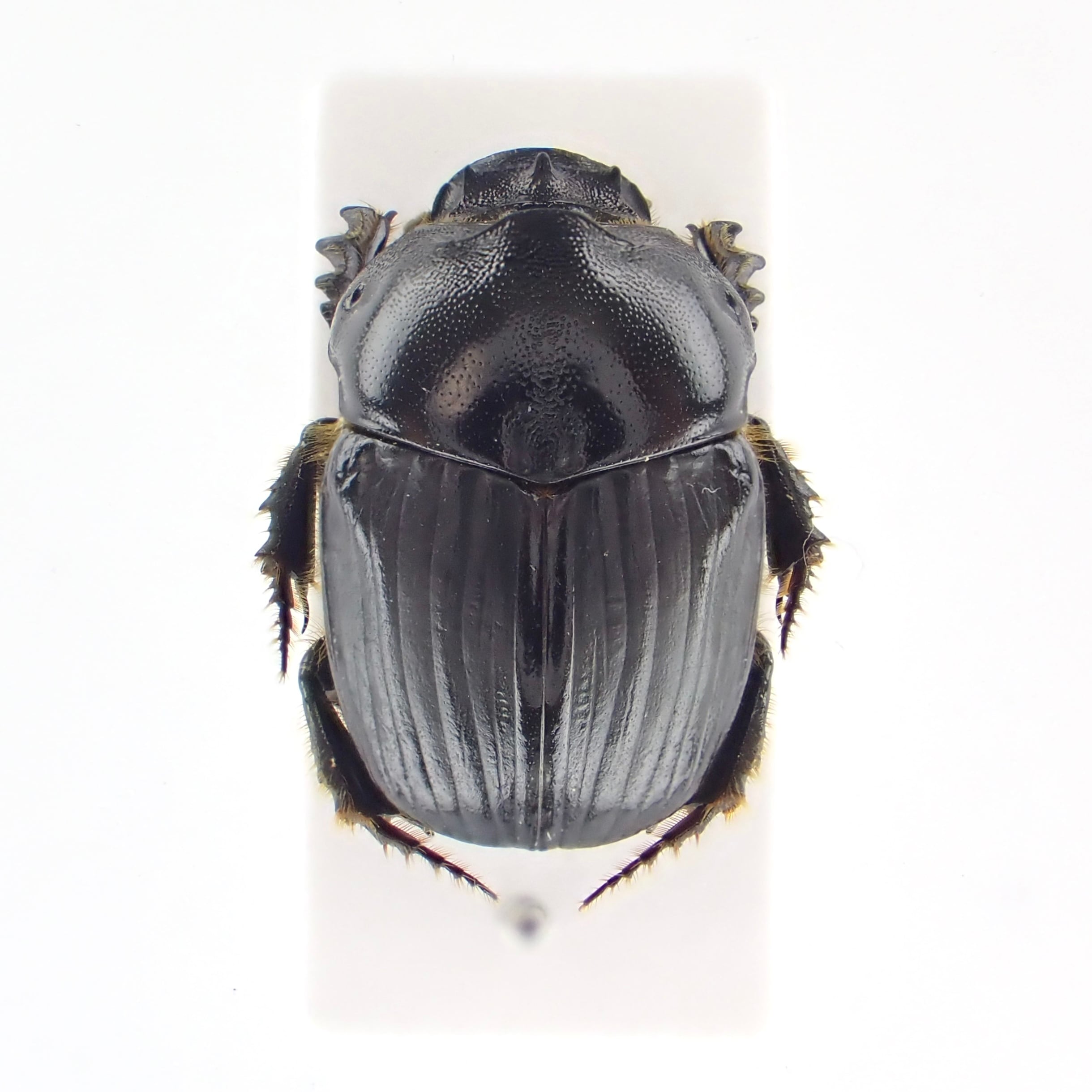 激レア　美品　オーストラリア産　蓋付き　ボンネットウラウズ オパール オーストラリア産 1.98ct[231225222]12.4x9.8mm前後