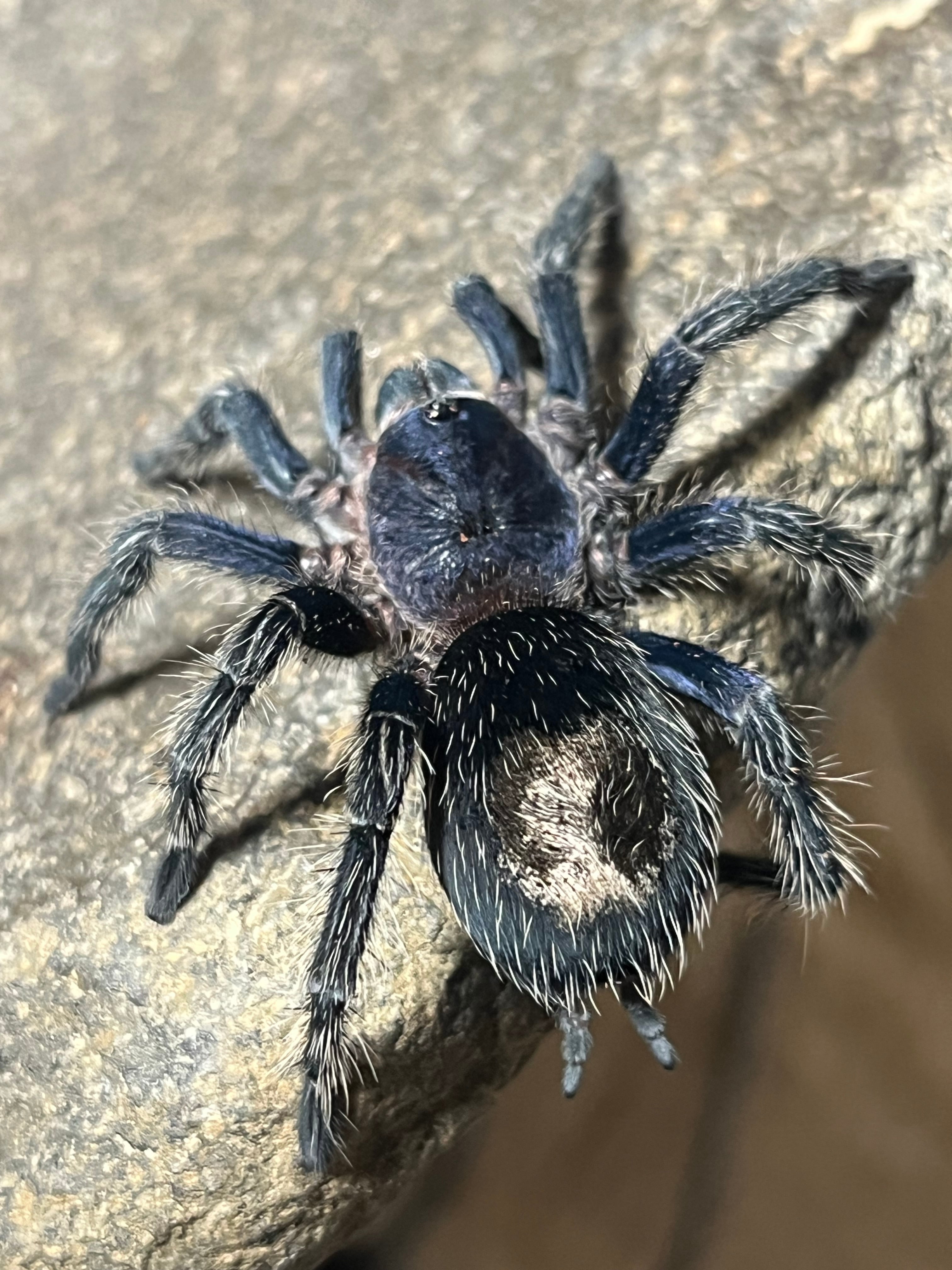 Thrixopelma cyaneolumタランチュラ LS6cm程 ムカデセンチピード Thrixopelma cyaneolumタランチュラ LS6cm程 ムカデセンチピード