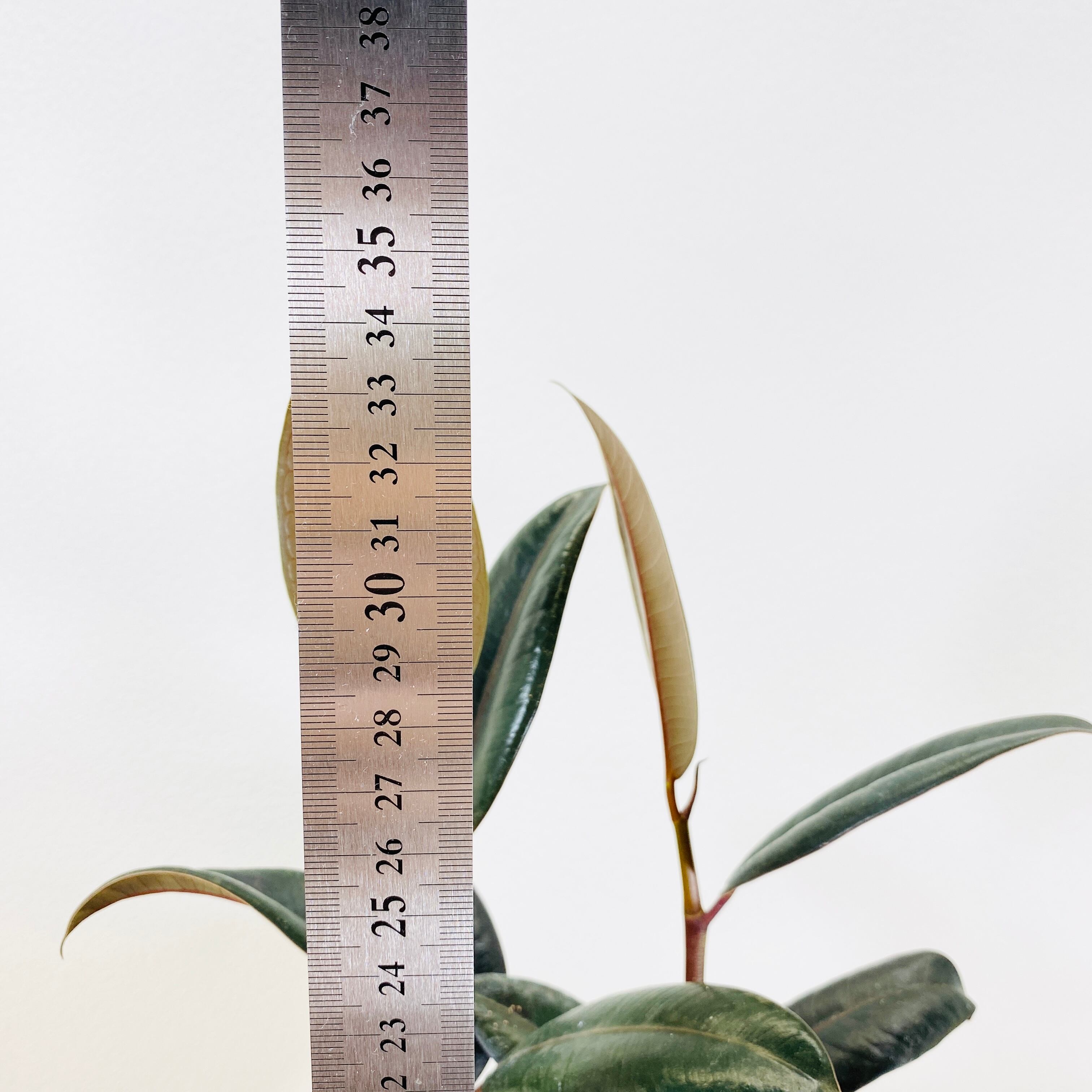 フィカス バーガンディ (黒ゴムの木) [観葉植物・1点もの] コンパクト