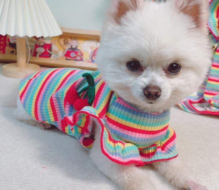 《予約》1102185 レインボーダーチェリートップス