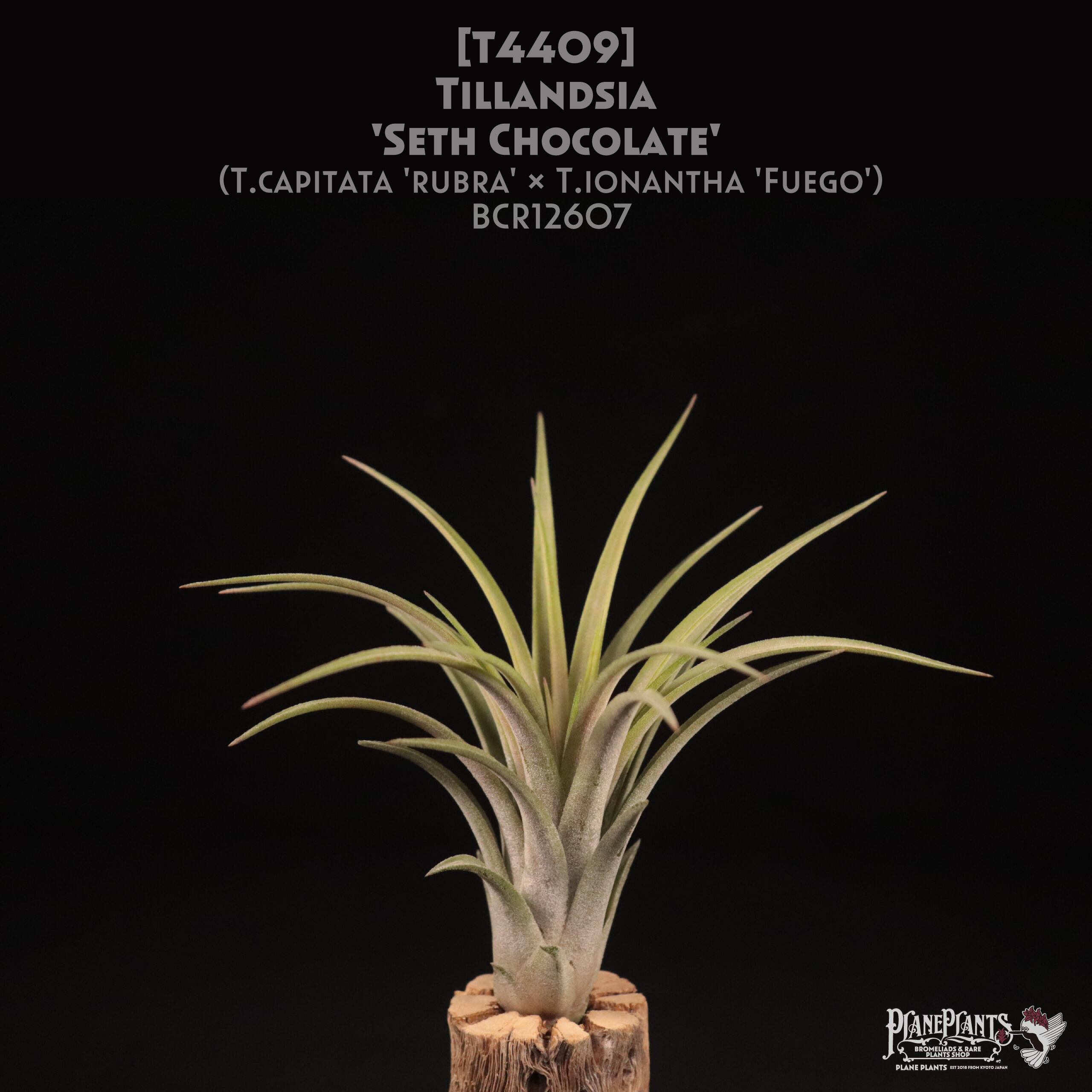 【送料無料】'Seth Chocolate'〔エアプランツ〕現品発送T4409