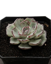 カット苗2 ストリクティフローラ ノバ Echeveria strictiflora Nova
