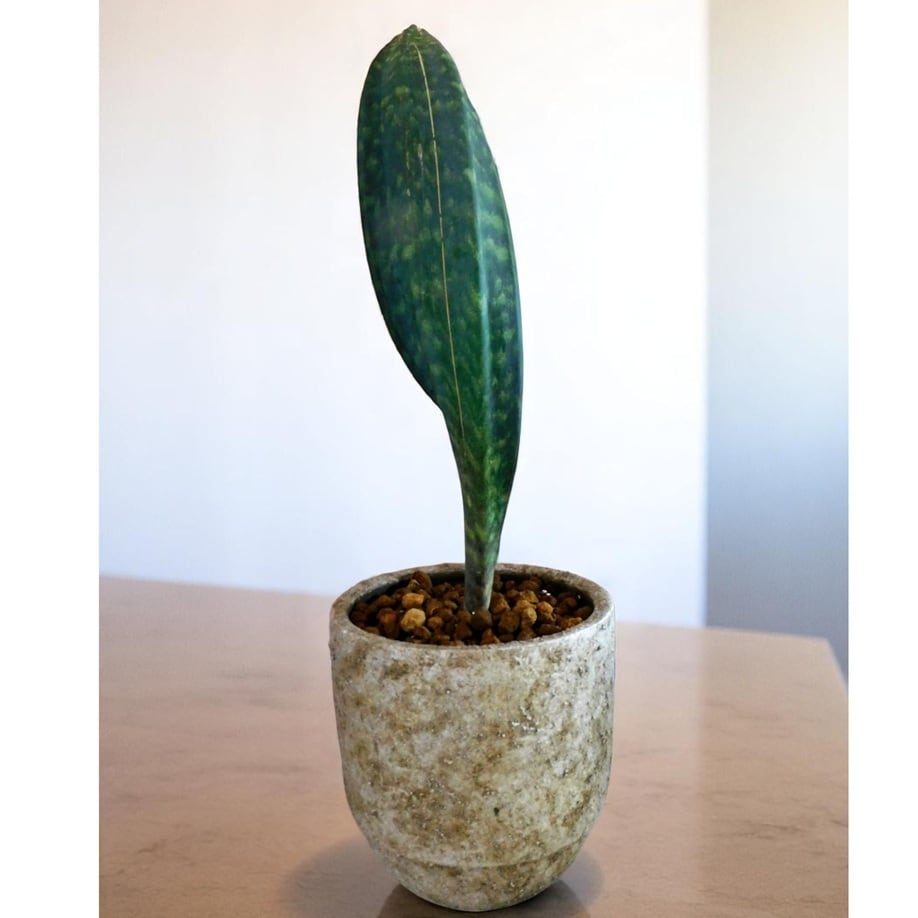 サンスベリア Sansevieria Nillapat サンセベリア ニアパット ドワーフ「Sansevieria Niaphat dwarf」SA3