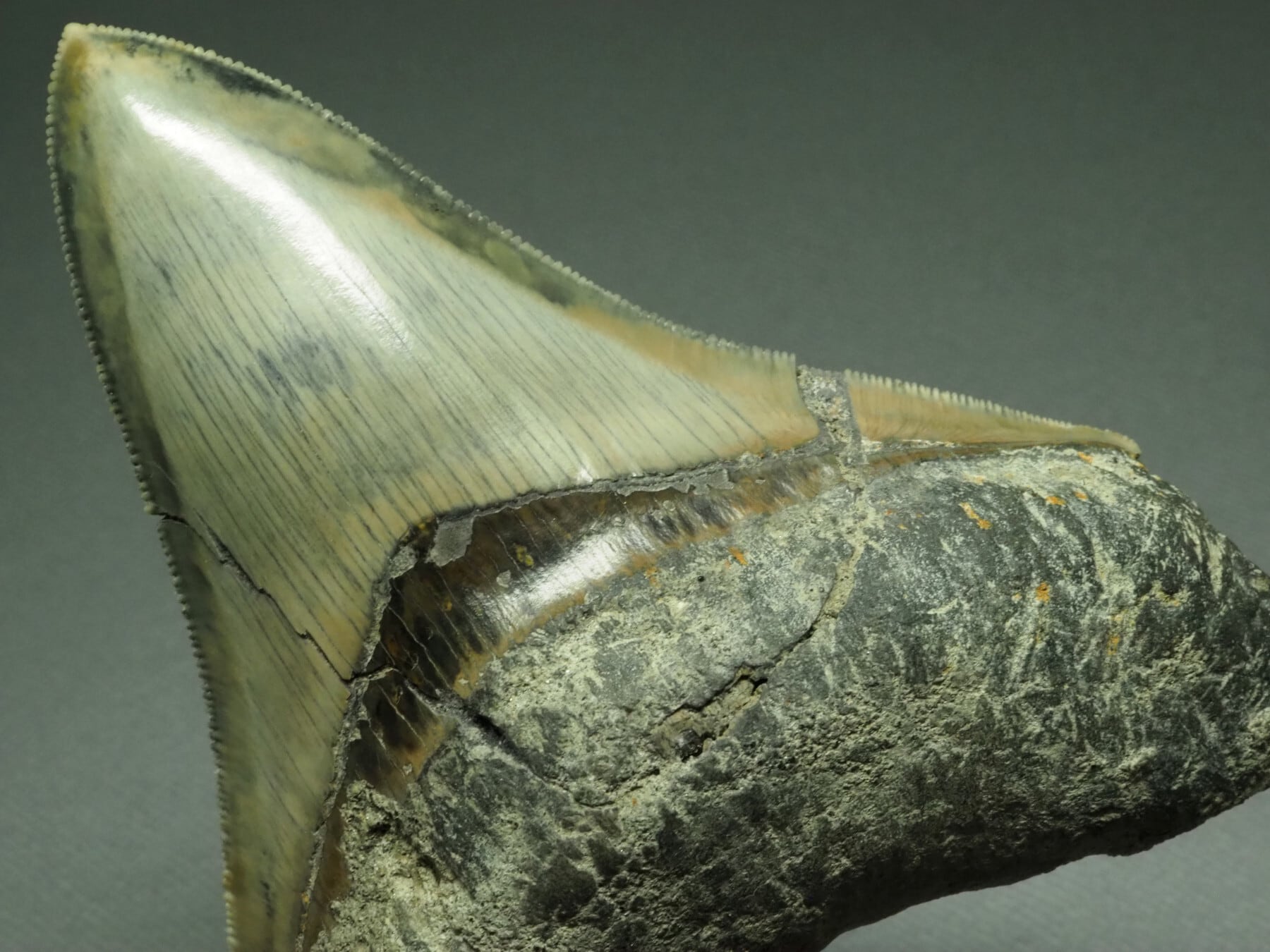 人気のブラック！メガロドンの歯【Carcharocles megalodon】【107mm