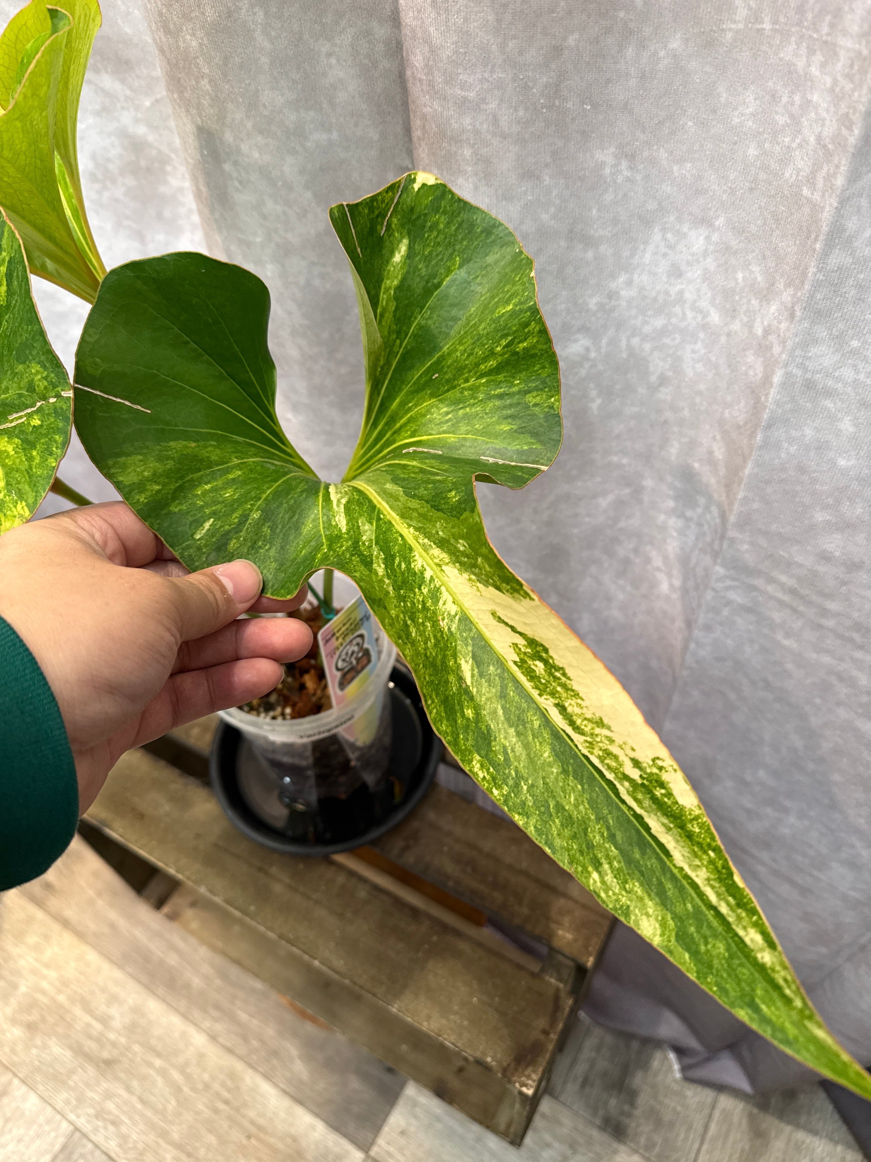 g*き様 希少　アンスリウム　シボリ　グリーンオングリーン 斑入り タイ産】希少 Anthurium Brownii variegated (ブラウニー斑入り