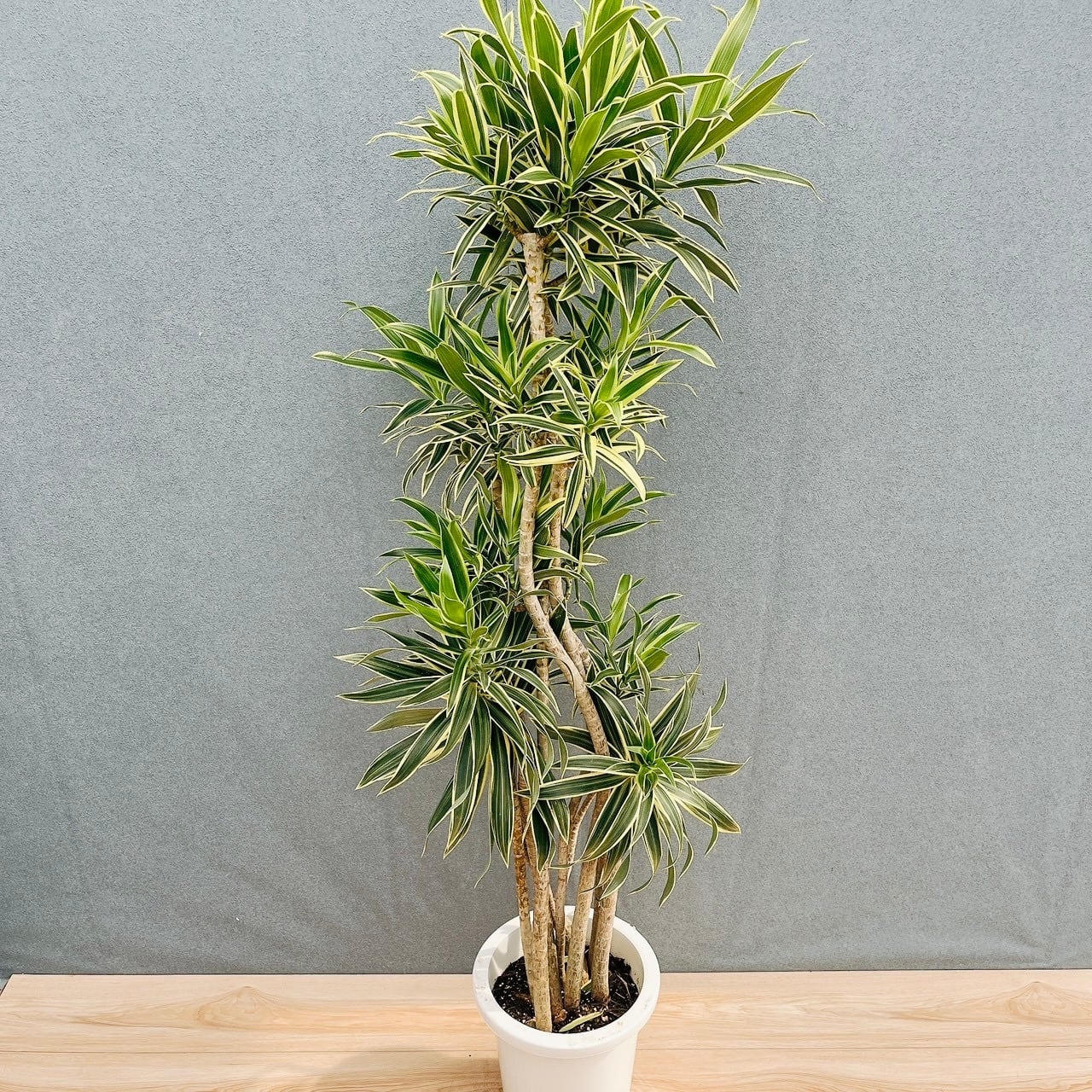 ［現品］【希少】1番　ドラセナ ドラコ　竜血樹　8号　観葉植物　レア　室内　大型 現品］【希少】1番 ドラセナ ドラコ 竜血樹 8号 観葉植物 レア 室内
