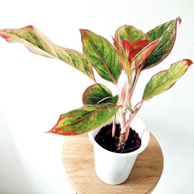 アグラオネマ 観葉植物 calm cafe