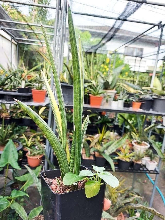 Sansevieria volkensii var.(ベアルート)   【artPLANTs】サンスベリア/サンセベリア