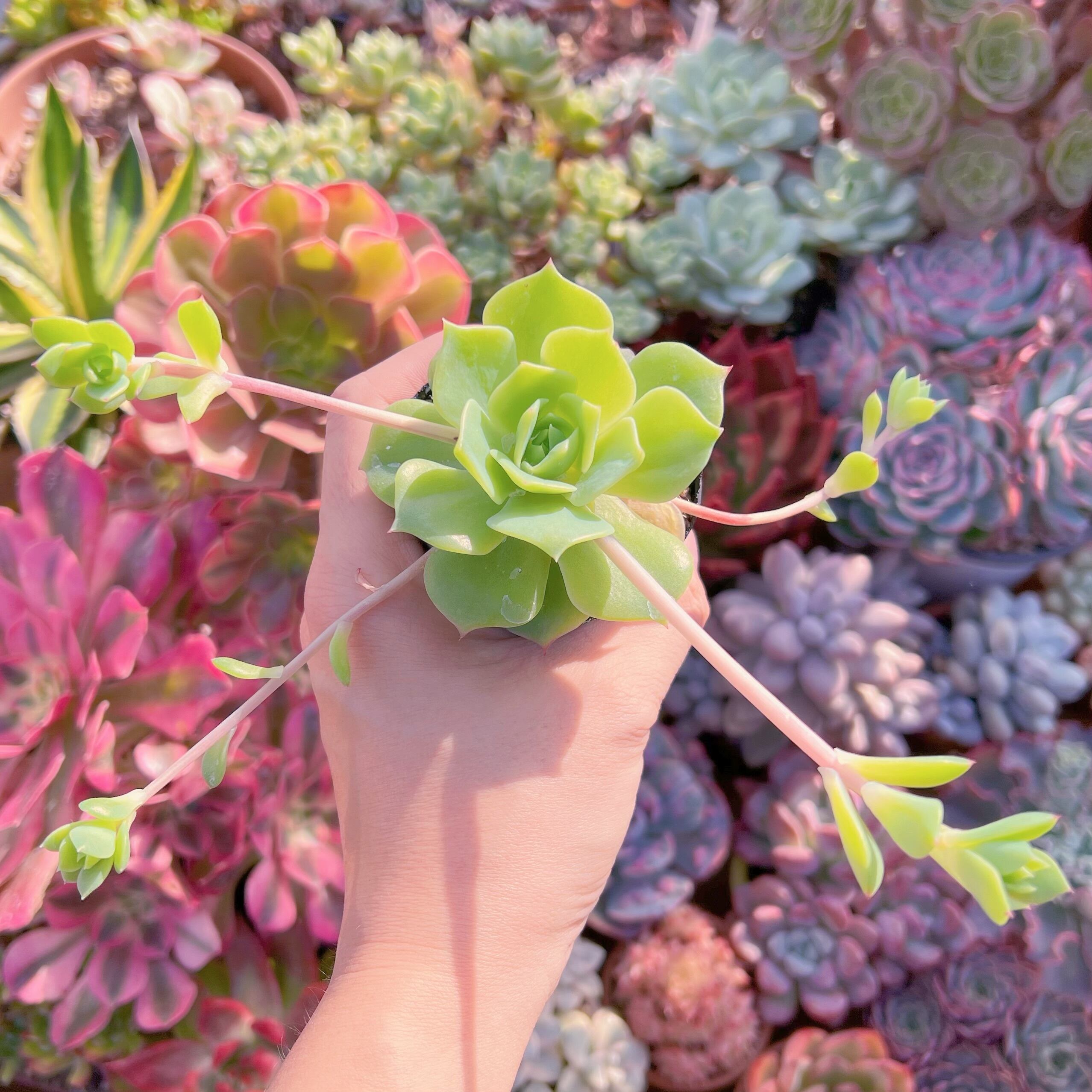 現品　マクドガリー ワイドリーフ#618   古株　るる農園