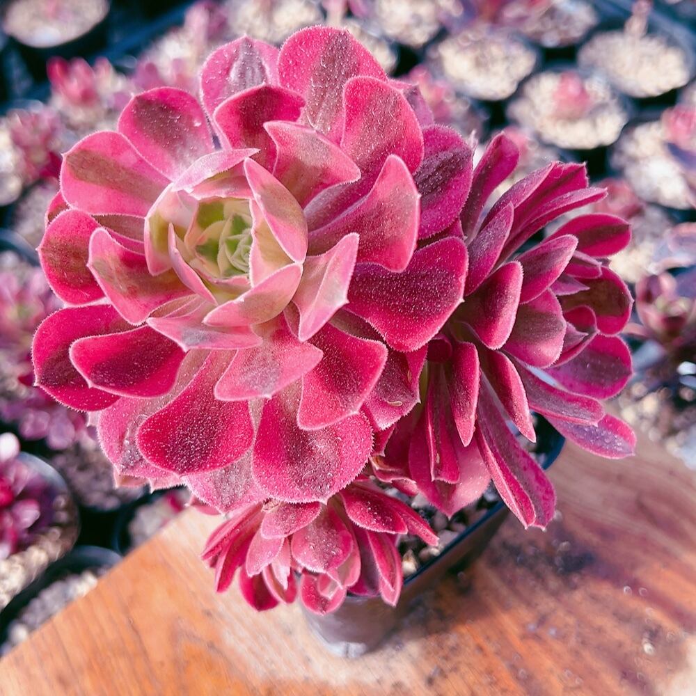 多肉植物 大苗 太幹 ピンクウィッチ 多頭 アエオニウム 美苗 #4 | Pay ID