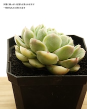 カット苗 シュリンプダンプリング（エビギョウザ） Echeveria 'Shrimp Dumpling'