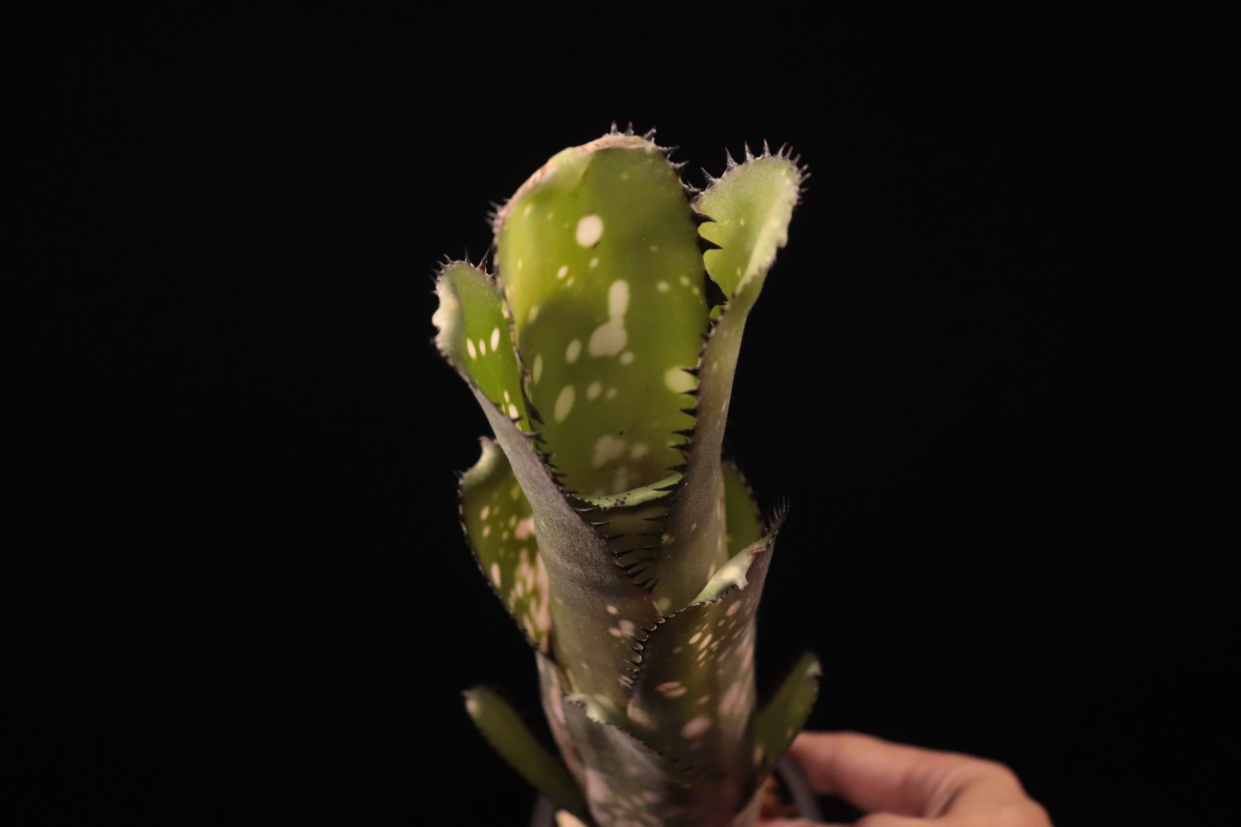 Billbergia 'Waxing Gibabous'〔ビルベルギア〕B354 | plane plants