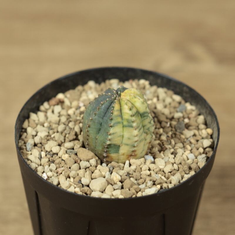 販売済み:オベサ 図鑑】【オベサ錦 】Euphorbia Obesa 販売済み:オベサ 図鑑】【オベサ錦 】Euphorbia Obesa