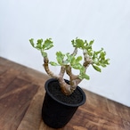 Othonna cremnophila【オトンナ・クレムノフィラ】