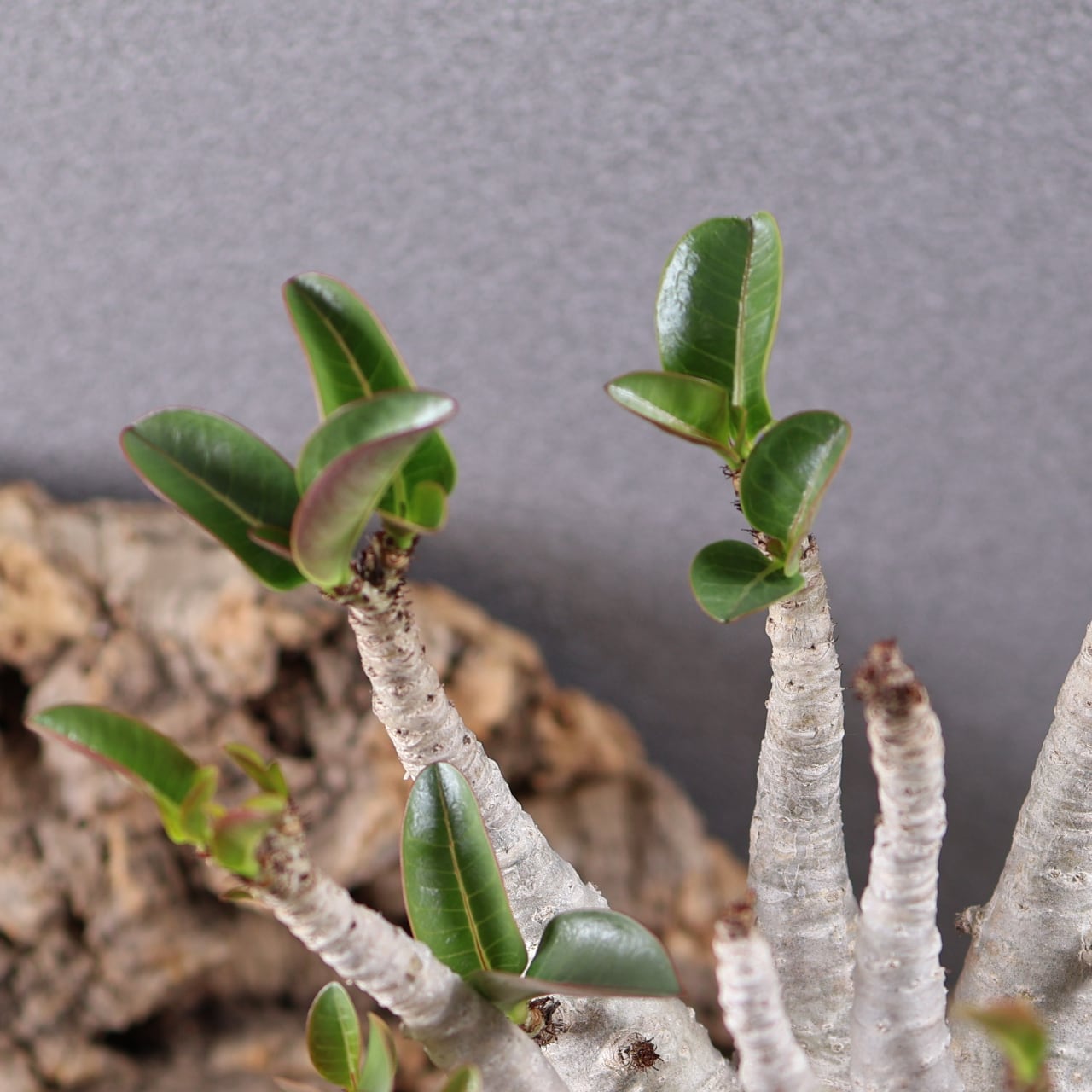 655『特大アデニウム アラビカム』観葉植物【送料無料】 | MARX PLANTS