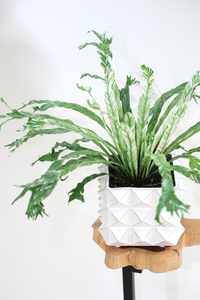 【S】アスプレニウム ニダス バリエガータ/Asplenium ※陶器鉢カバー付き