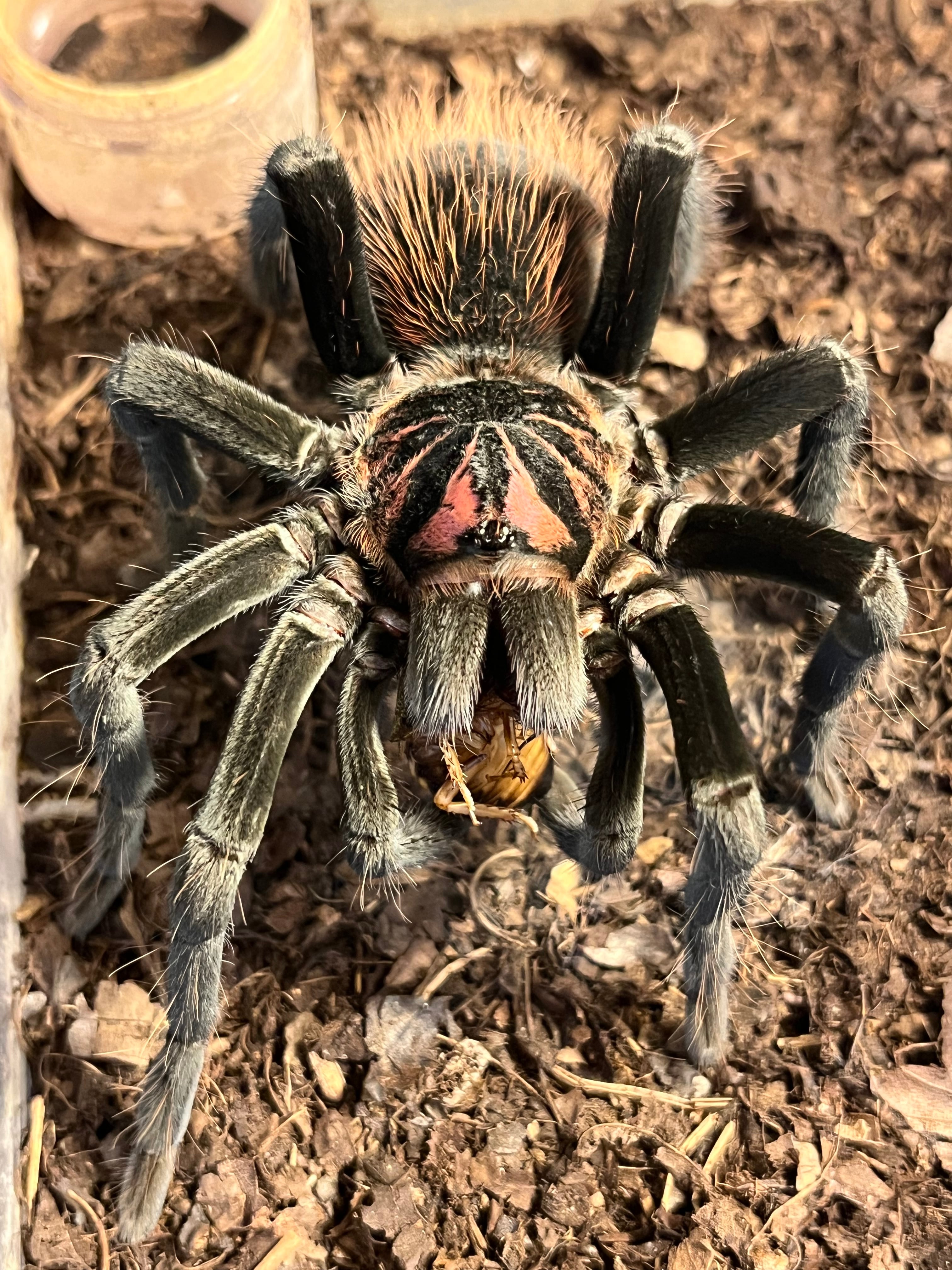 バードイーター | オモニキチュウ