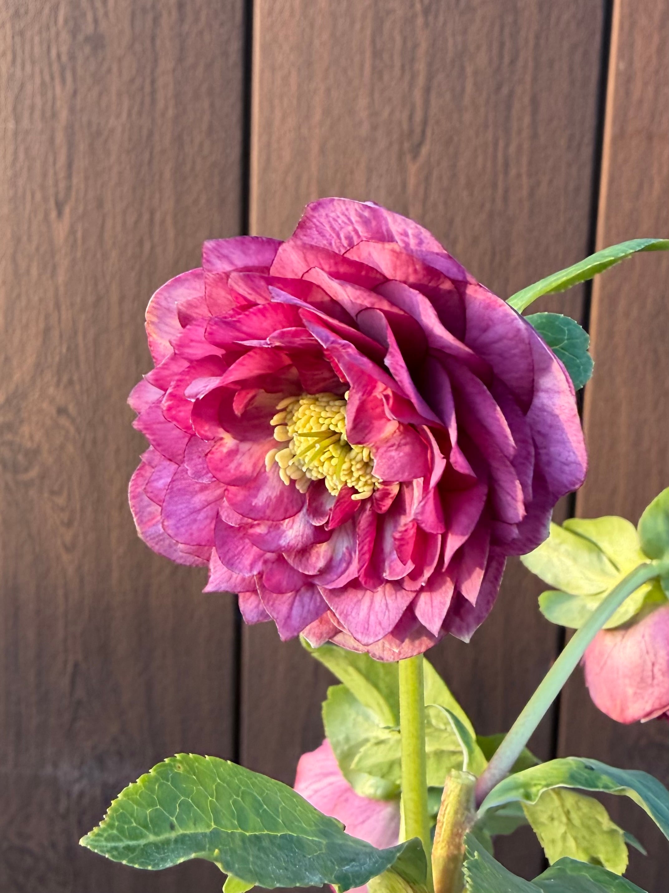 クリスマスローズ　認定アフロディーテ多弁　加藤農園 アンティークアフロディーテ系多弁パープル 加藤農園 クリスマスローズ