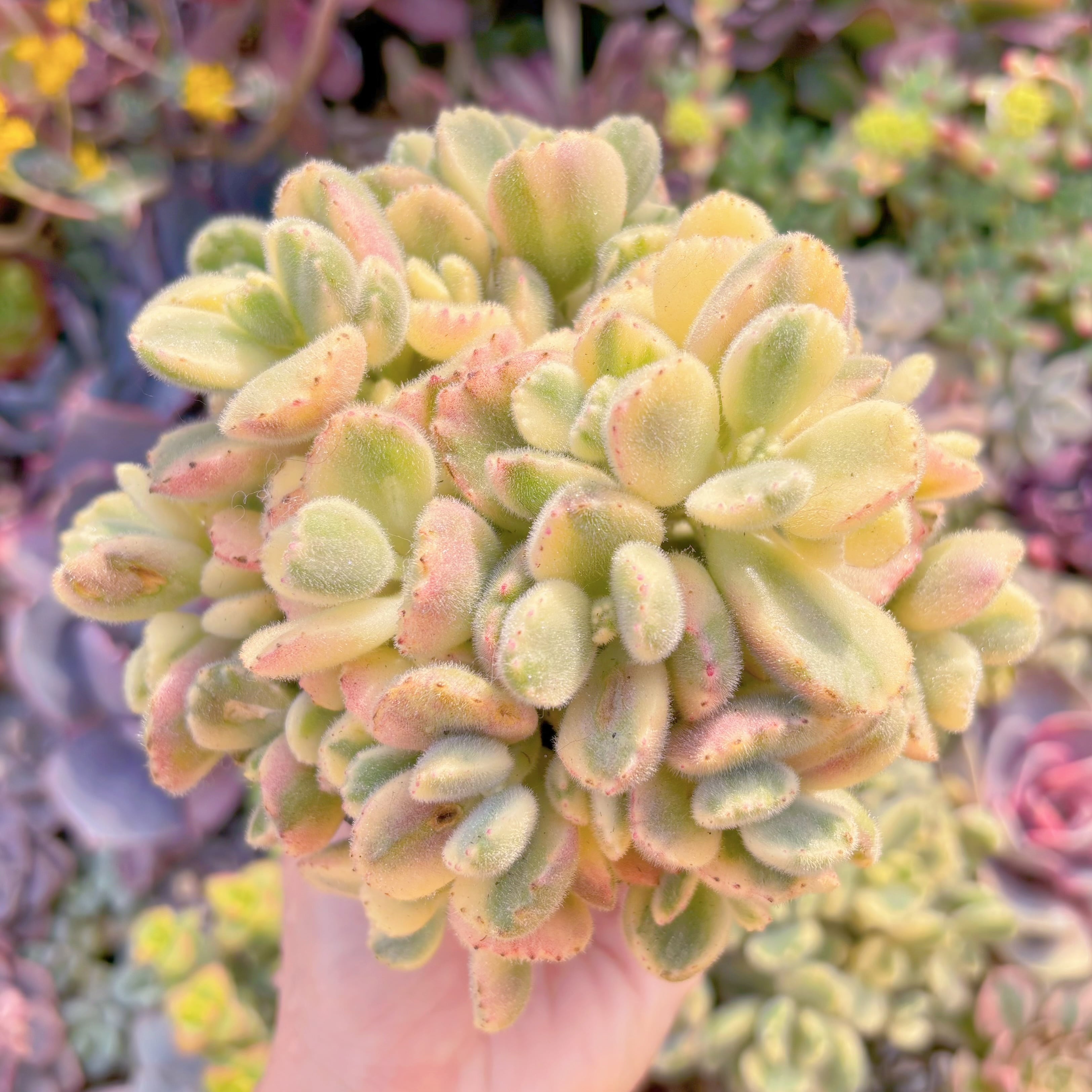 現品　白熊#M150　大群生　新入荷　るる農園