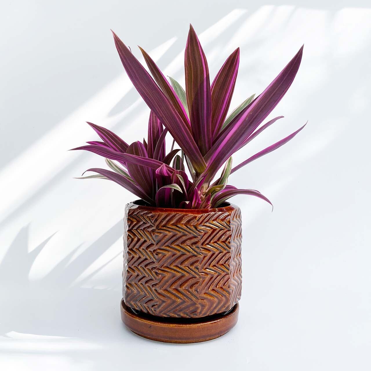 現品販売 ムラサキオモト Thidori Pot 信楽焼 Inakougei イナコウゲイ おしゃれ 観葉植物 鉢 多肉 猫