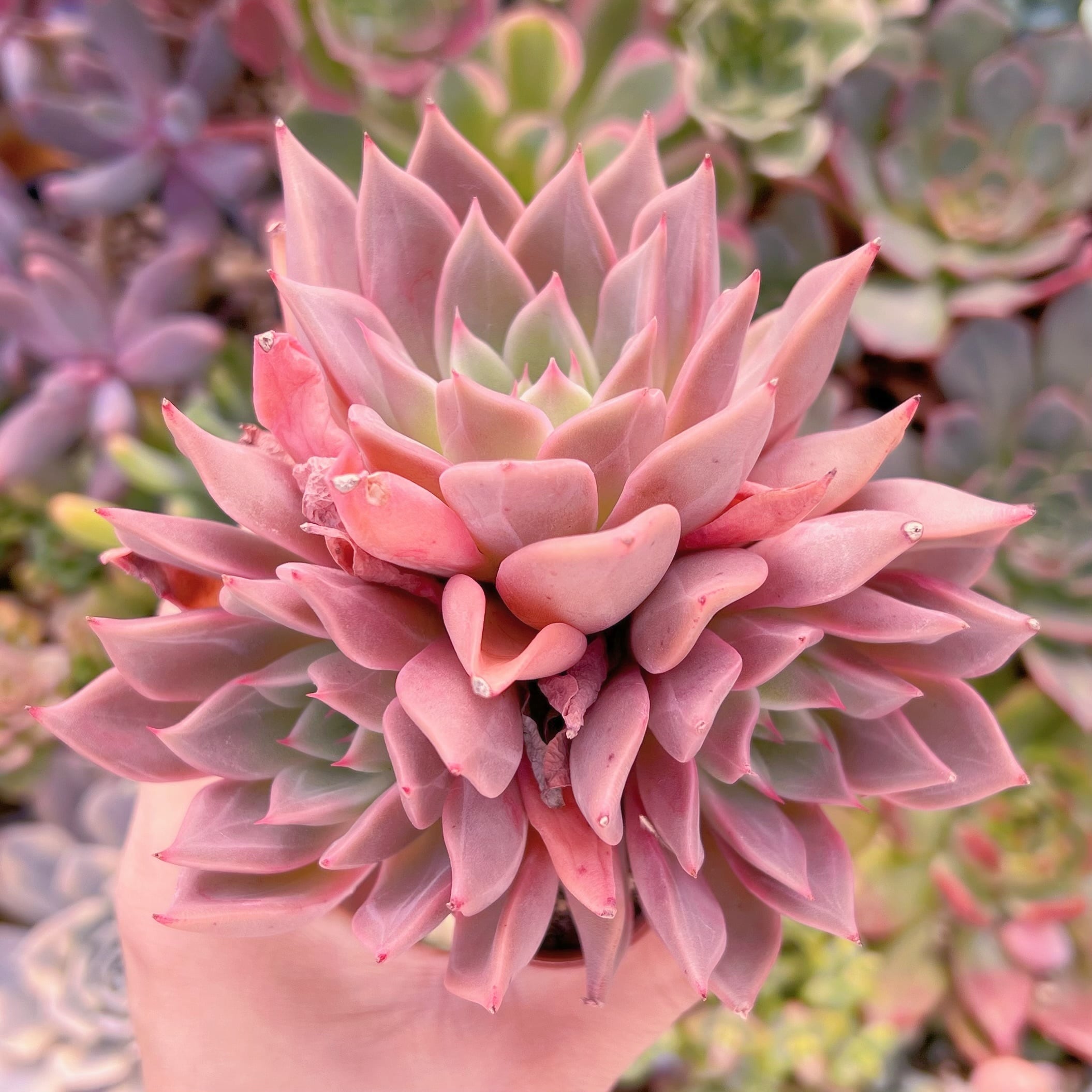 多肉植物　secret rose　大苗　新入荷