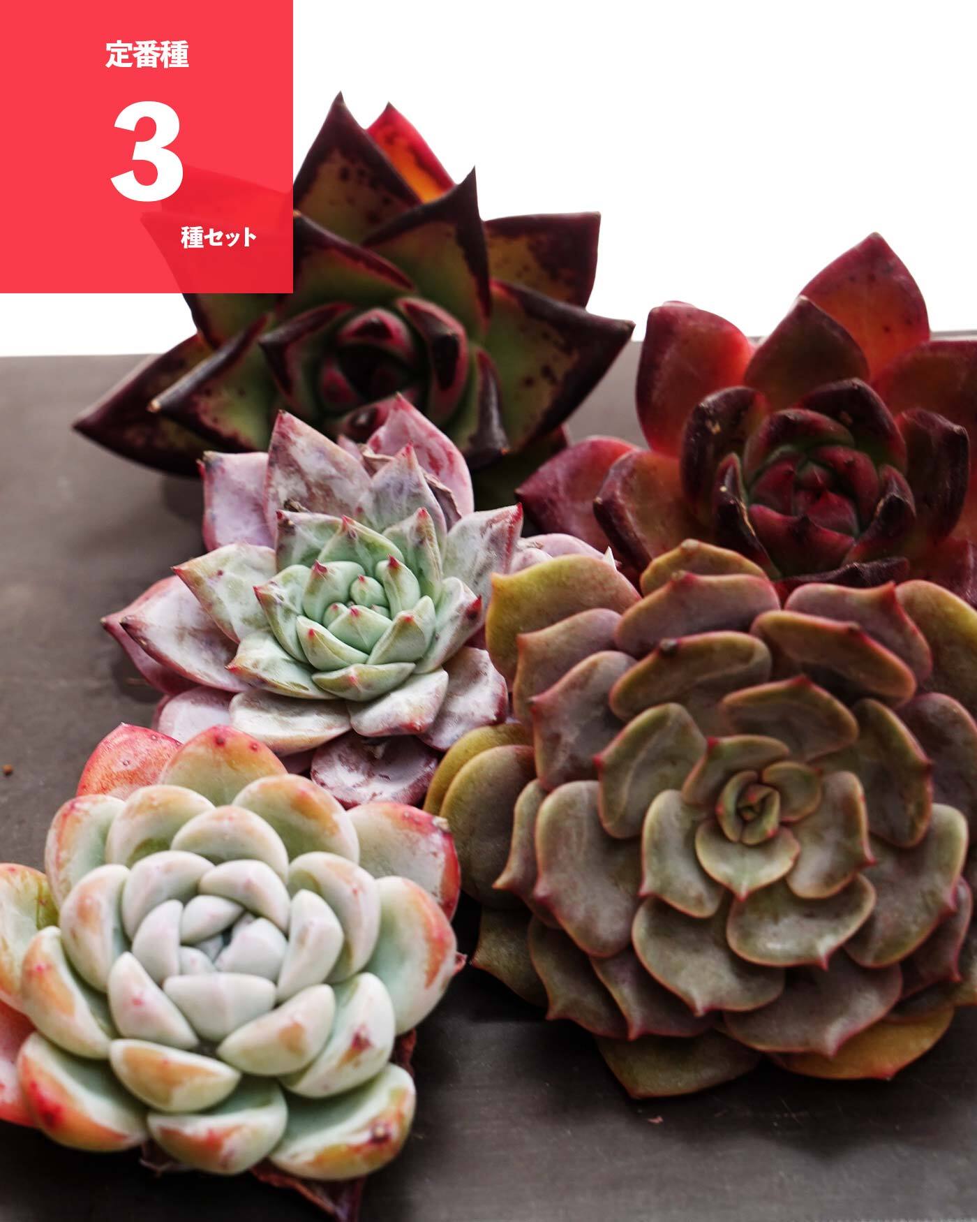 NEW RELEASE | PUKUBOOK SUCCULENTS