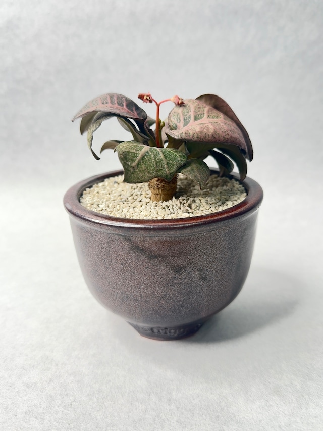 ４２. ユーフォルビア・フランコイシー