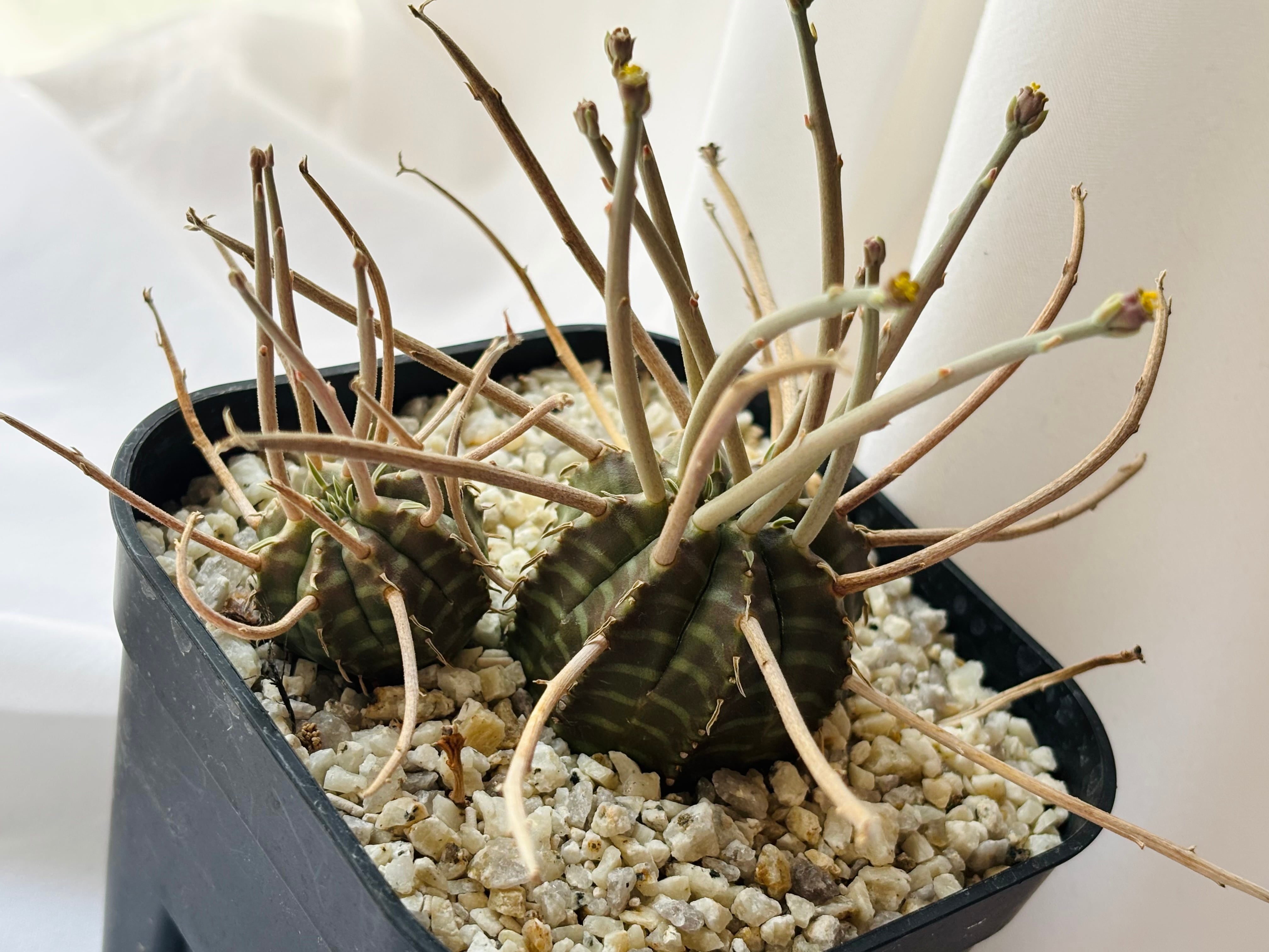 Euphorbia valida ユーフォルビア スーパーバリダ 多肉植物 | plants