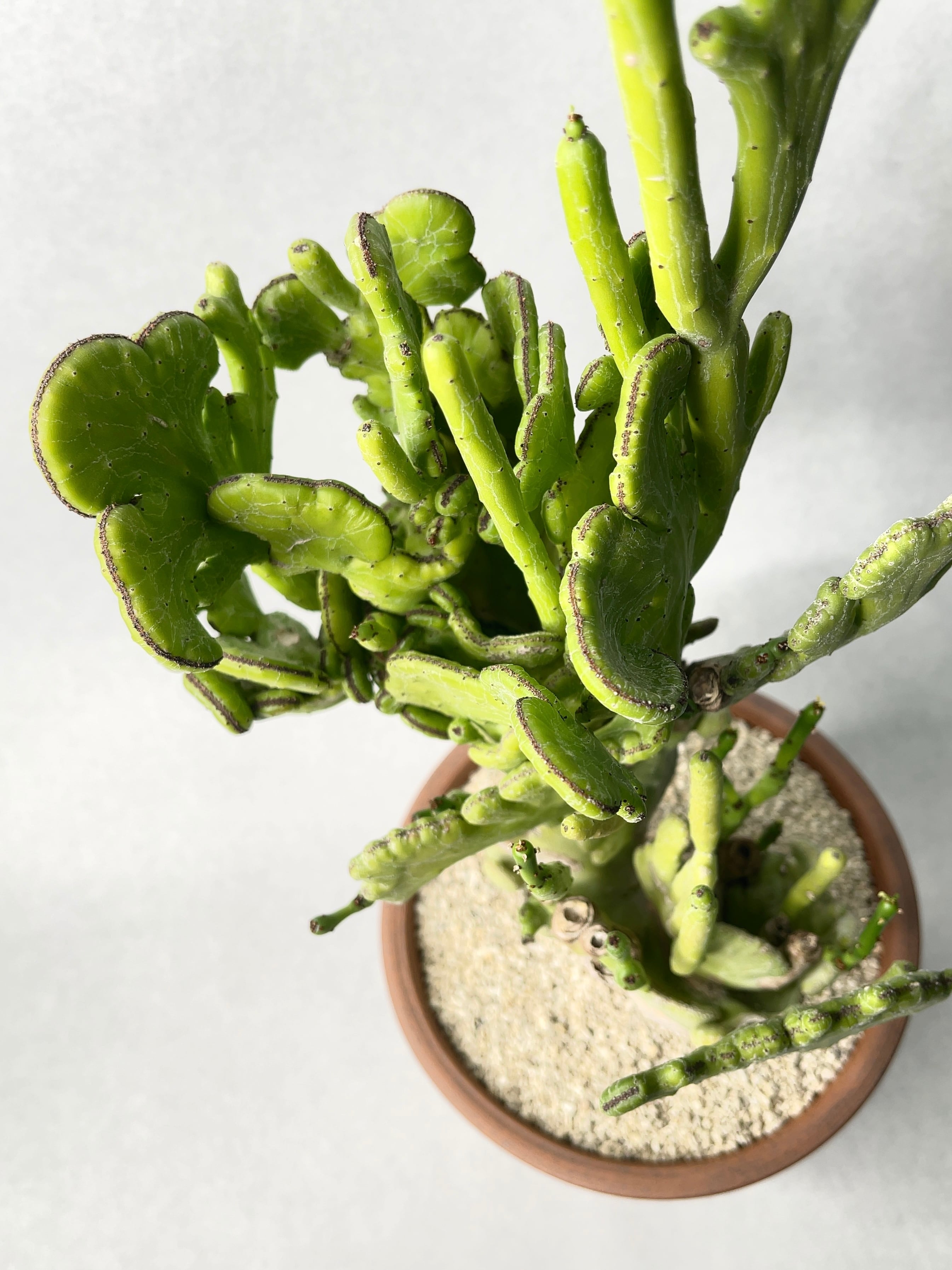 ユーフォルビア・オンコクラータ錦綴化 | trigger