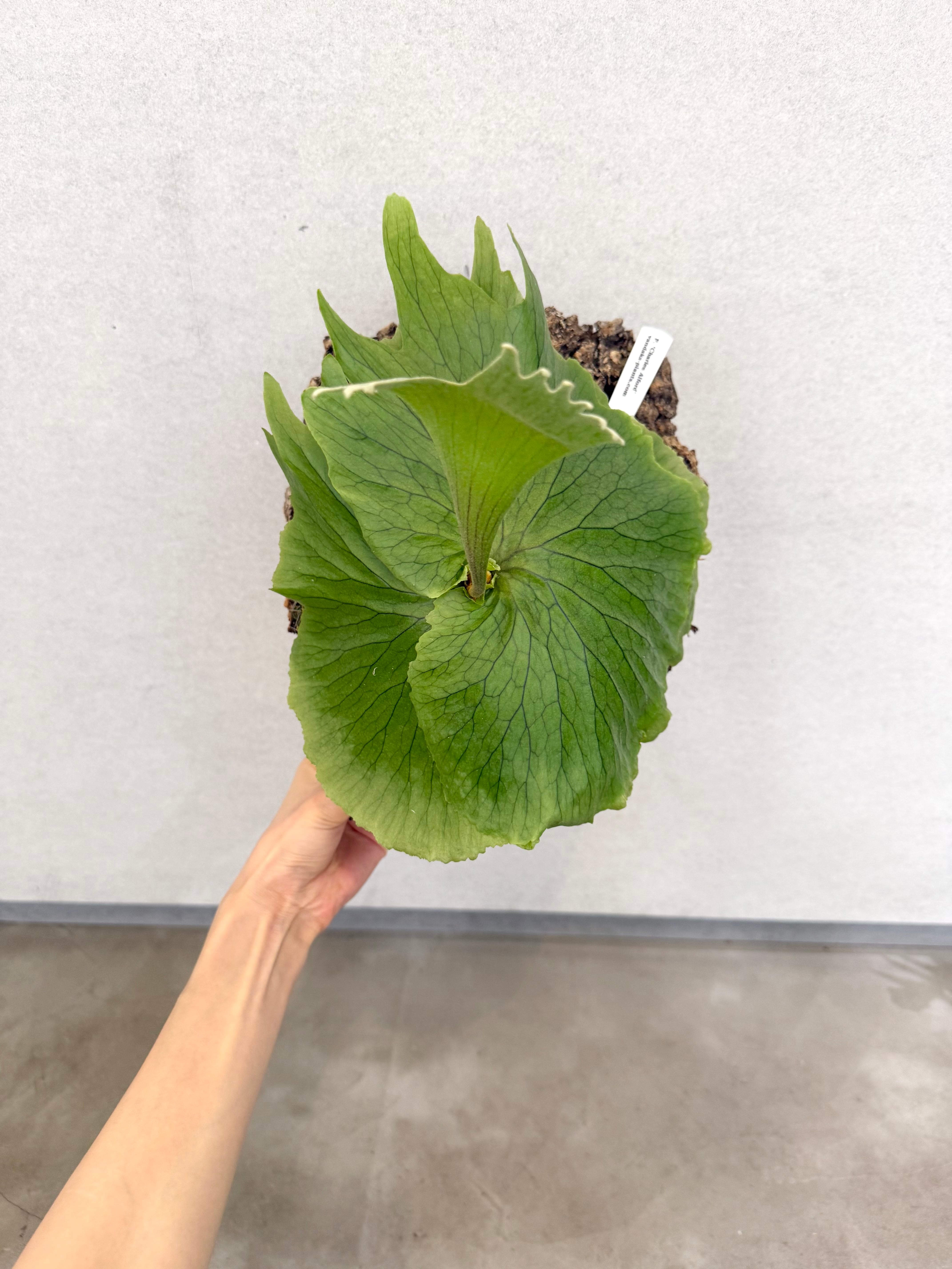 Platycerium_ビカクシダ | vandaka plants