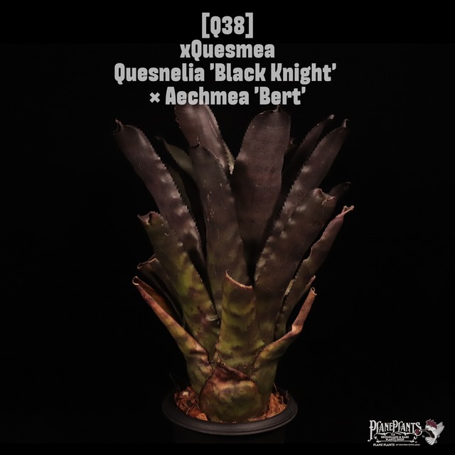 【送料無料】'Neoregelia 'Kerryi' TF4384〔ネオレゲリア〕現品発送N0044