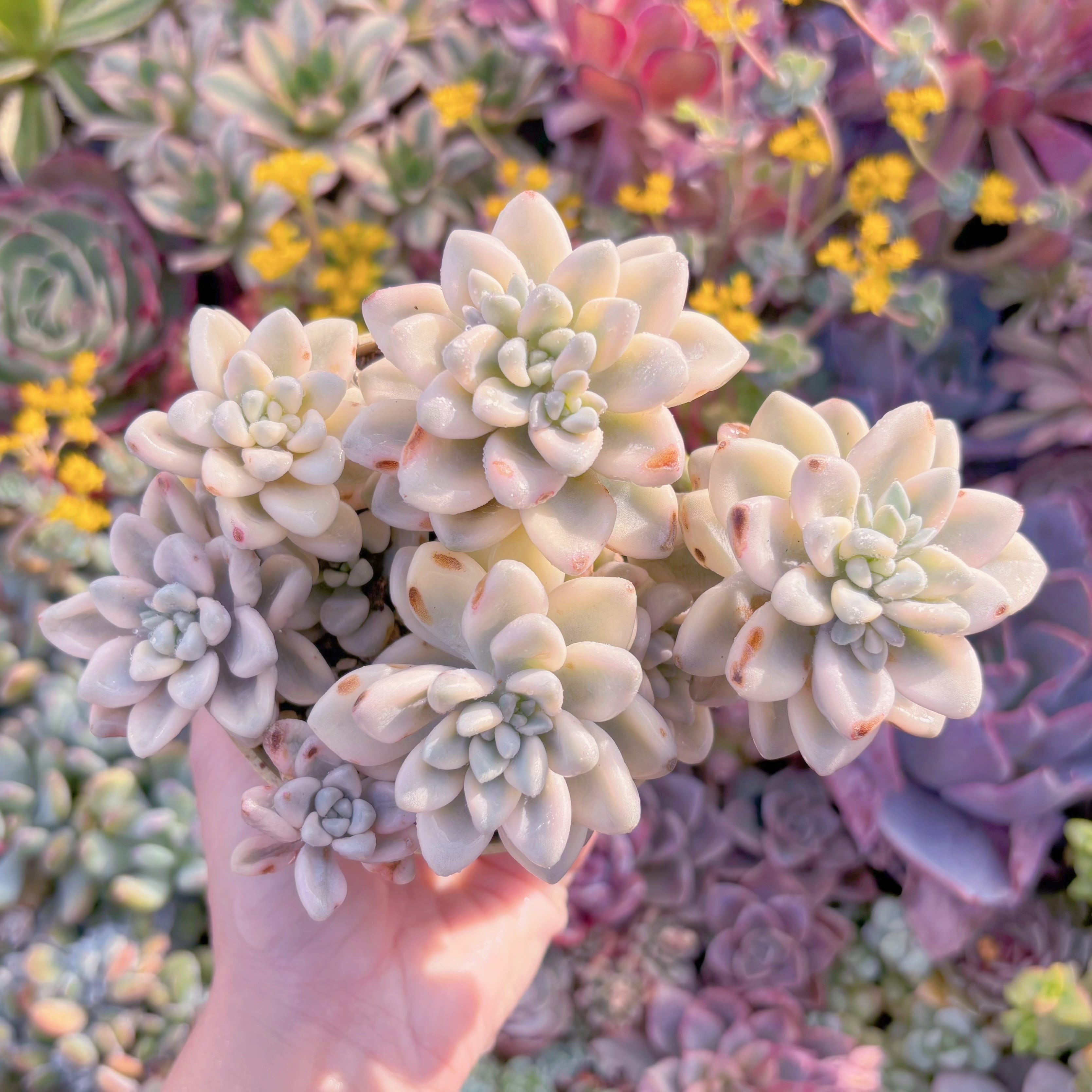 現品　エイレン錦#M284　大群生　るる農園