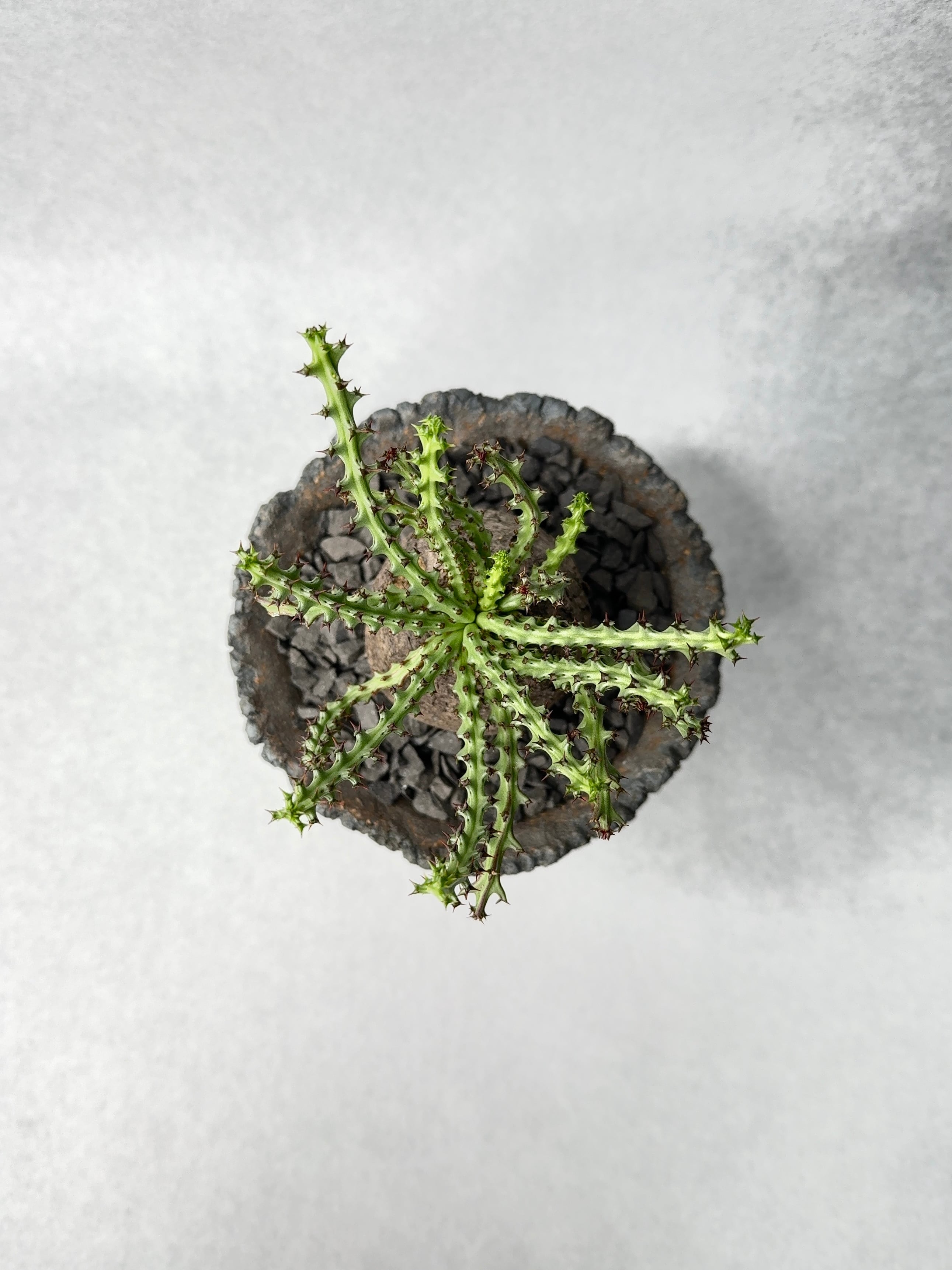 ユーフォルビア・ファンシャウェイ | trigger