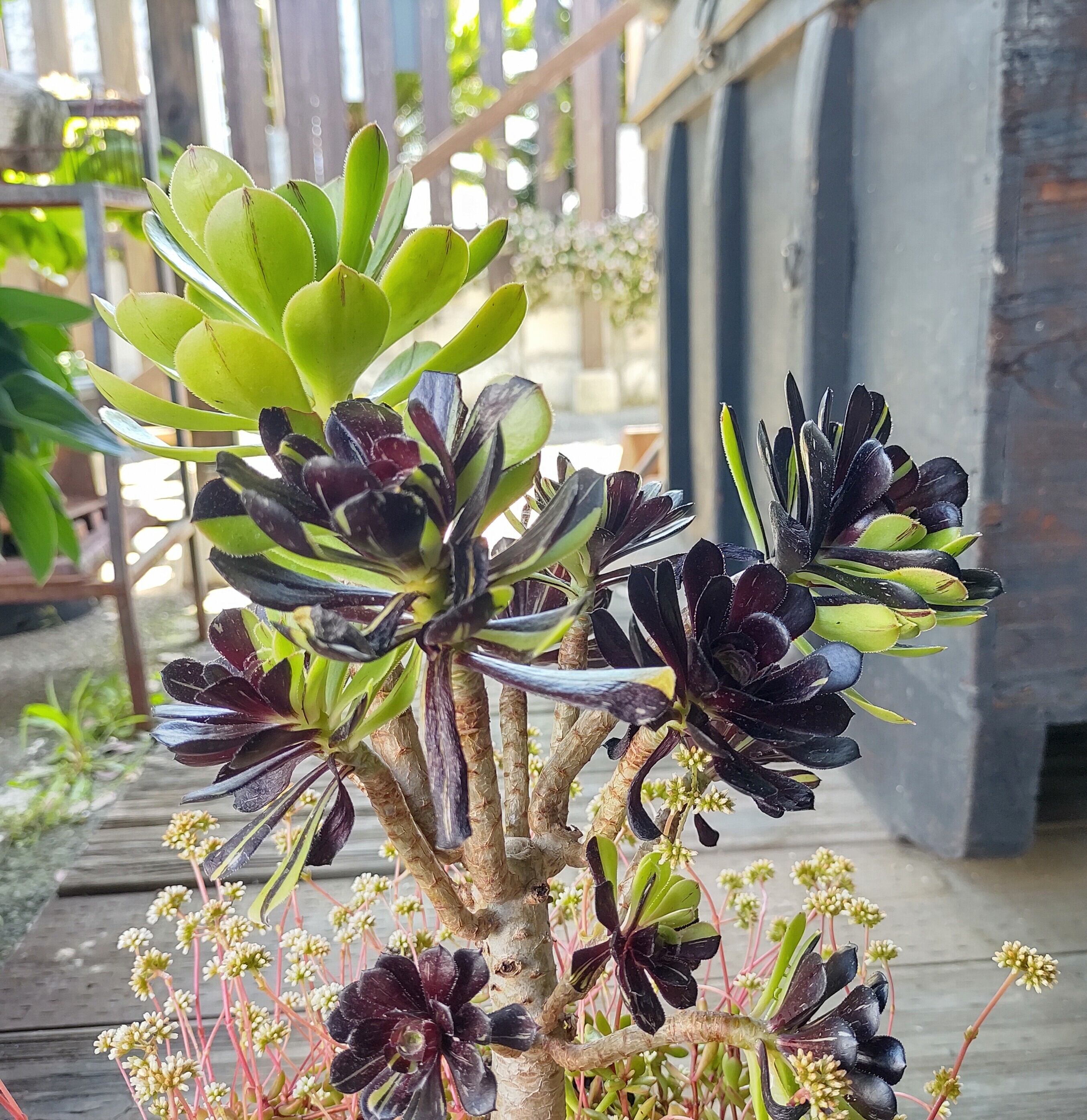 T(Bビックバンと紅稚児の寄植え(アエオニウム) | RuPo 多肉植物専門店